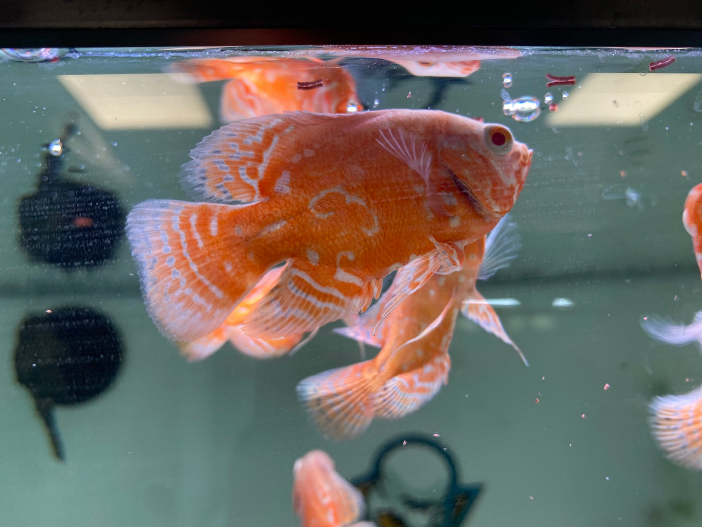 Chilli Red Oscars 3"