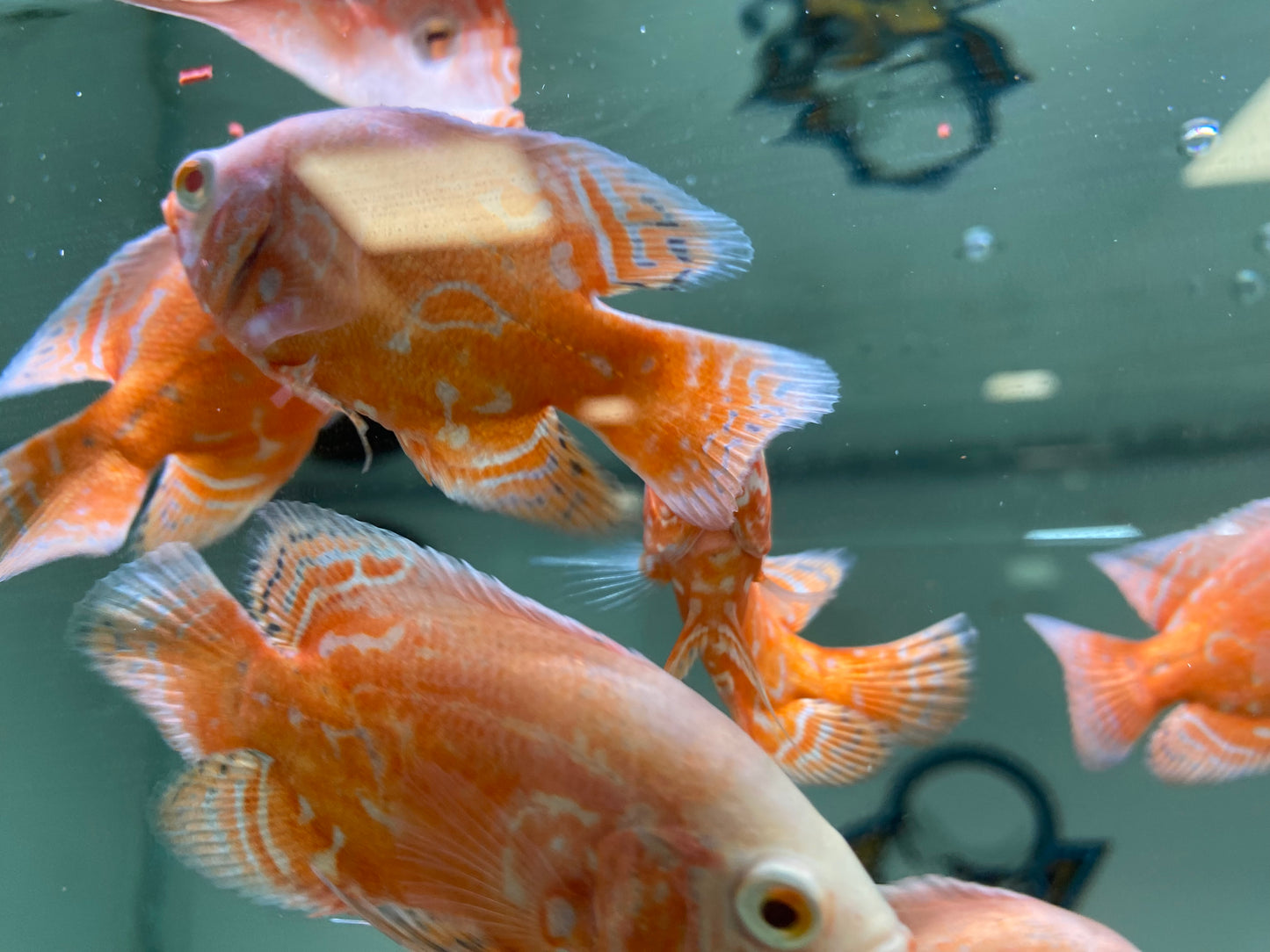 Chilli Red Oscars 3"