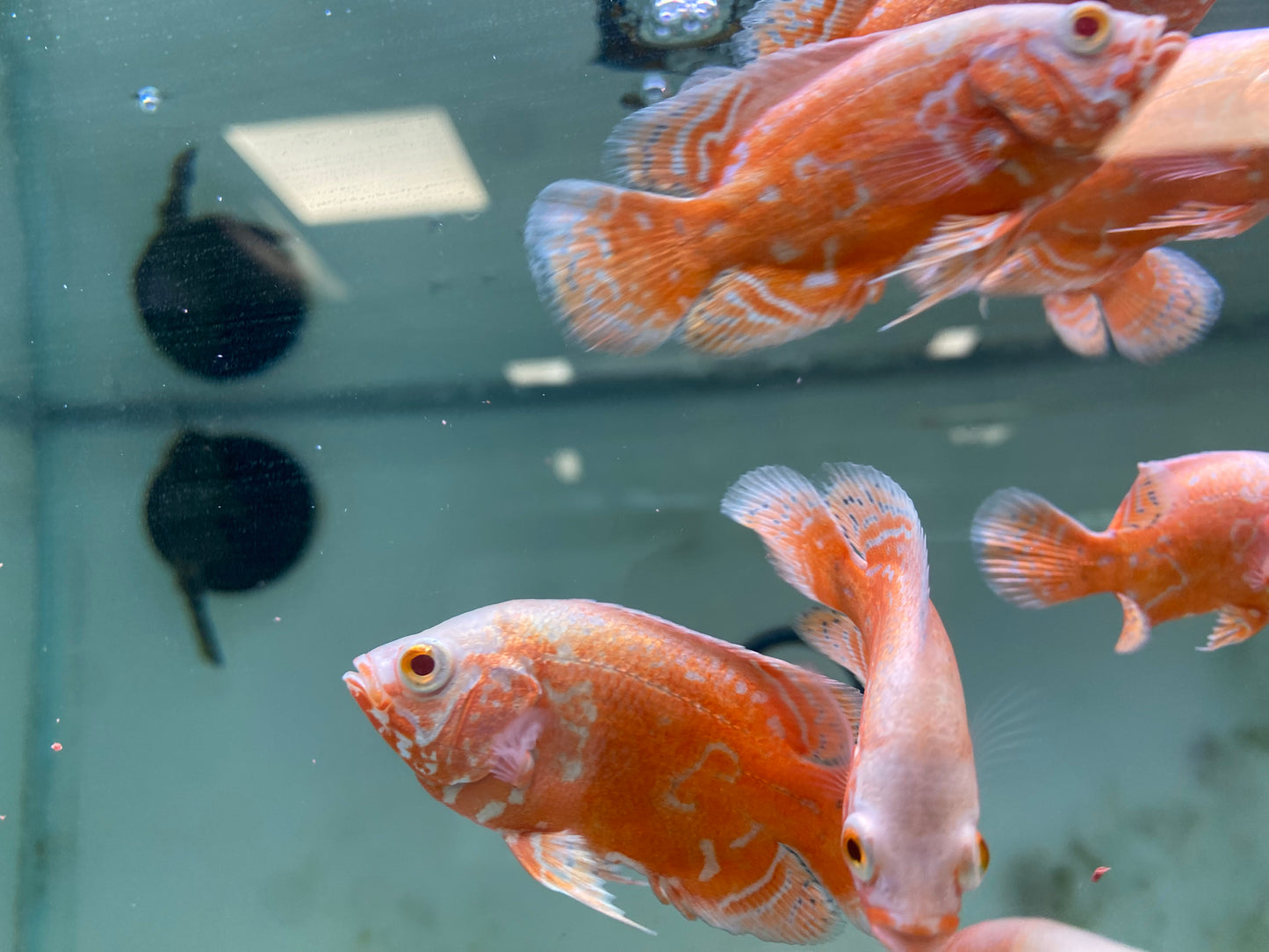 Chilli Red Oscars 3"