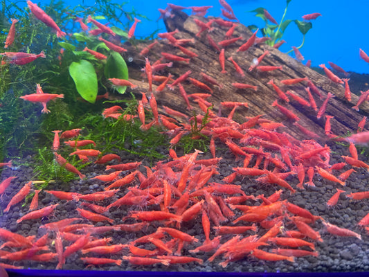 Fire Red Neocaridina Shrimp 10-Pack