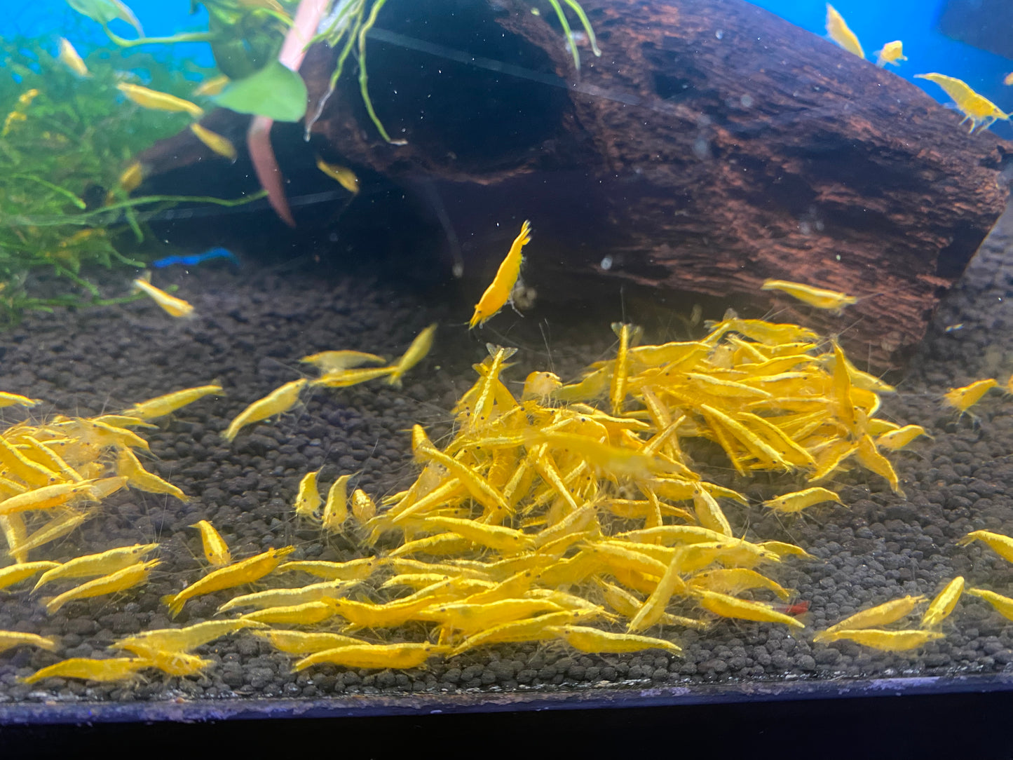 Yellow Golden Back Neocaridina Shrimp 10-Pack