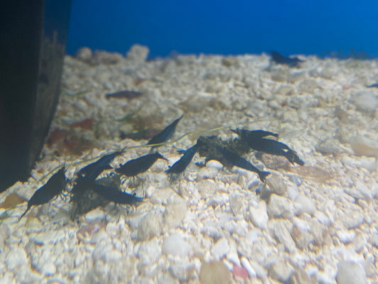 Blue Dream Neocaridina Shrimp 10-Pack