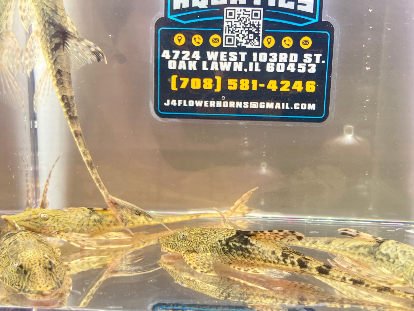 Royal Farlowella Whiptail Catfish ( Wild ) 3-4"