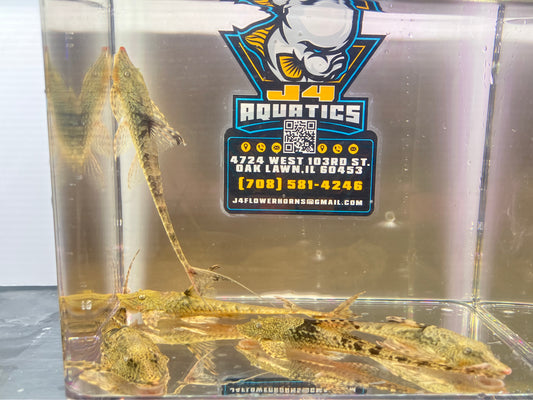 Royal Farlowella Whiptail Catfish ( Wild ) 3-4"