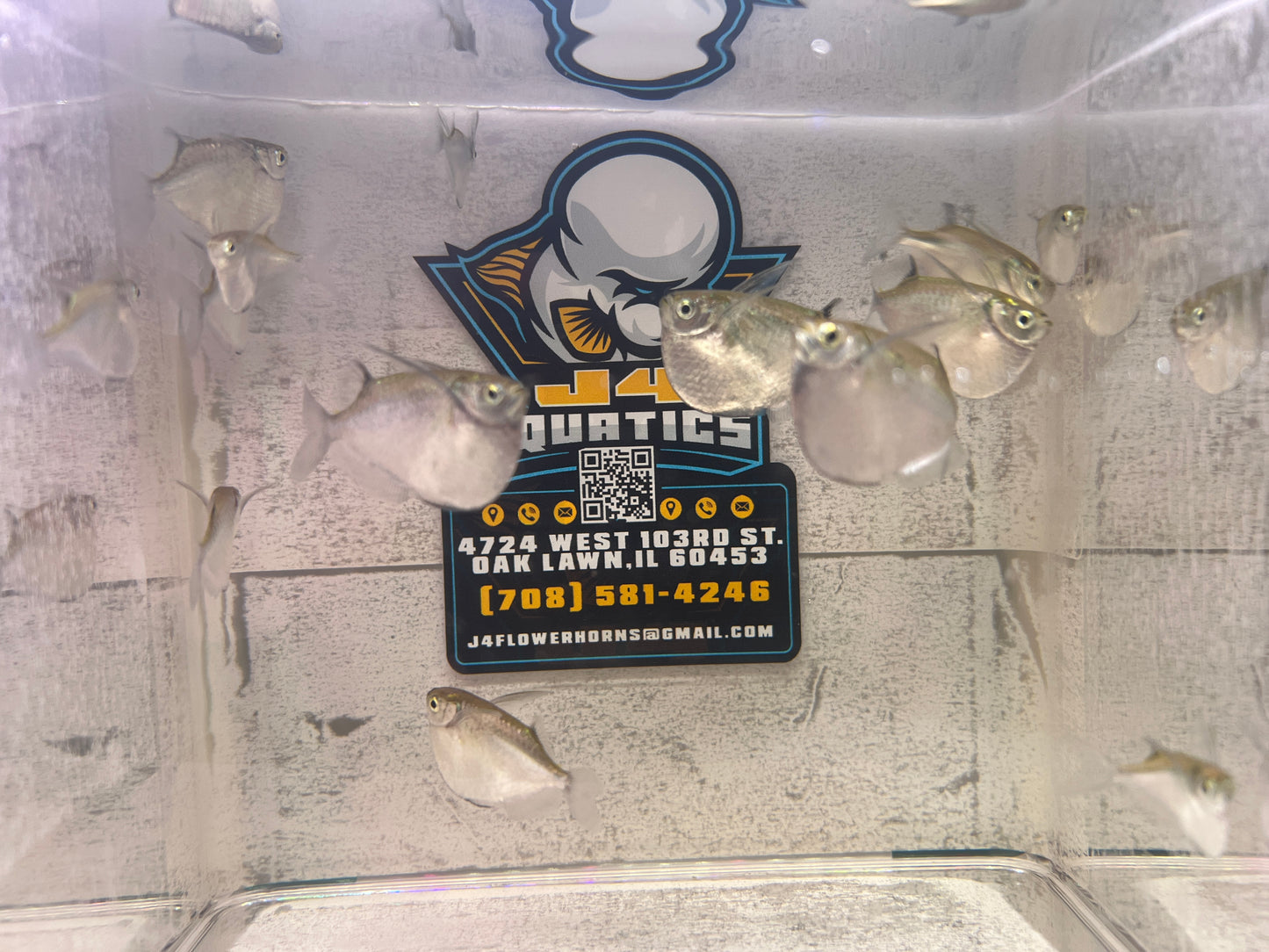 Spotted Hatchet ( Wild ) 1.5"