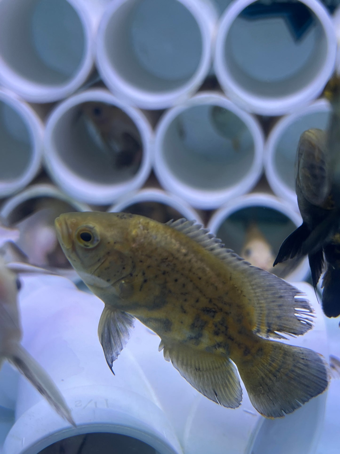 Snakeskin Oscar 2-3"