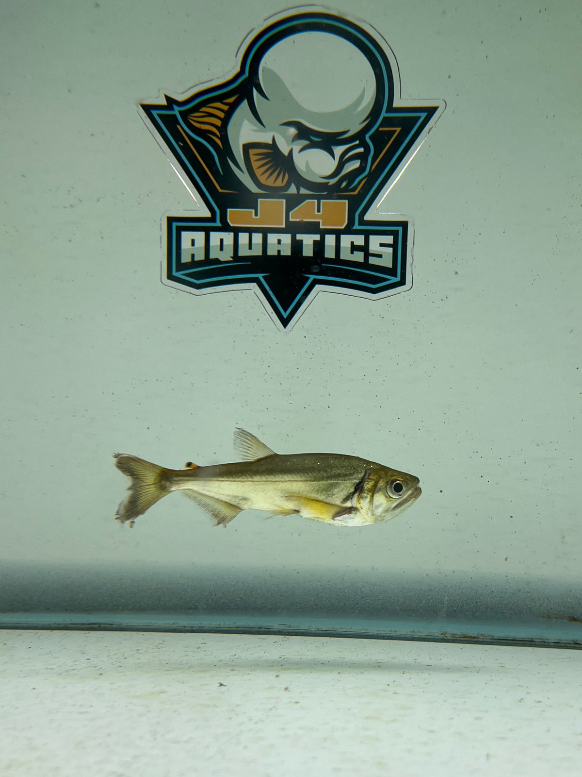 Armatus Payara Vampire Fish 4-5"