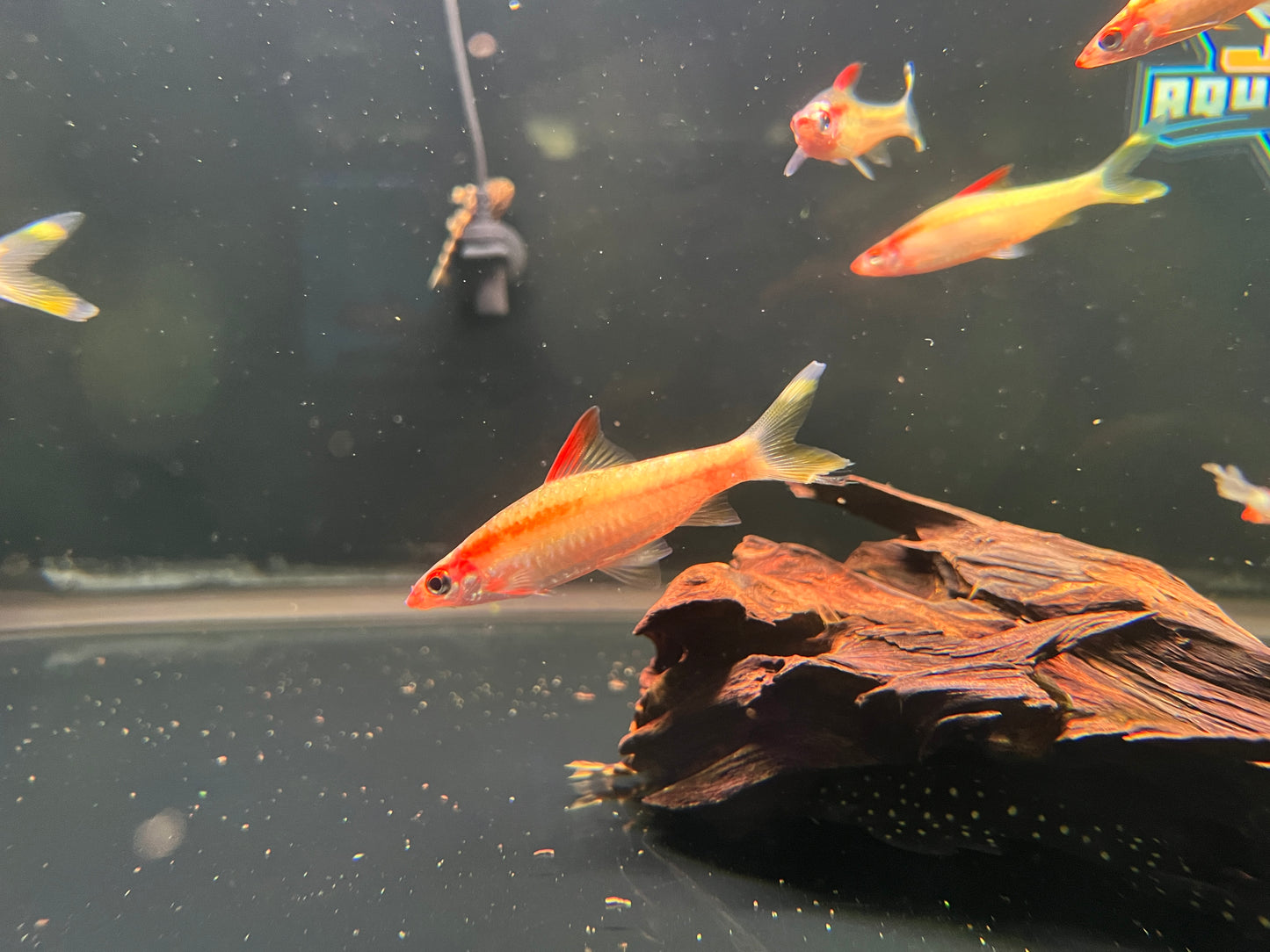 Golden Denisoni Roseline Sharks 2.5-3"