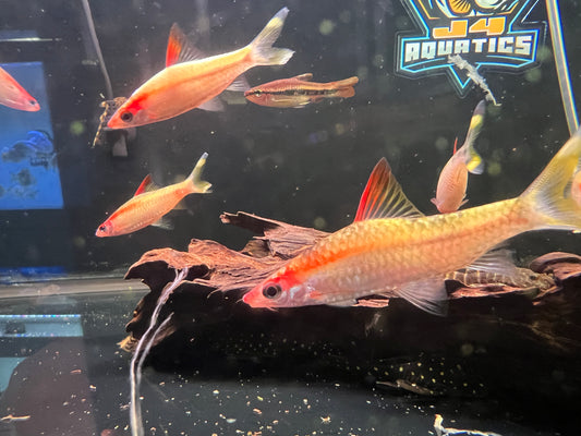 Golden Denisoni Roseline Sharks 2.5-3"