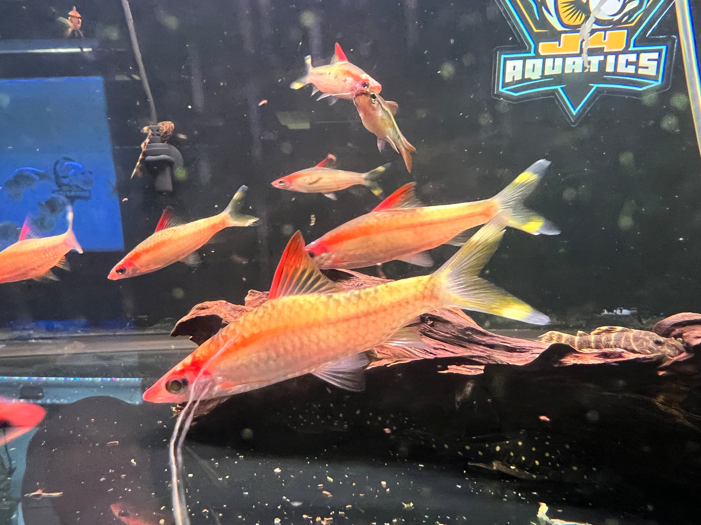 Golden Denisoni Roseline Sharks 2.5-3"