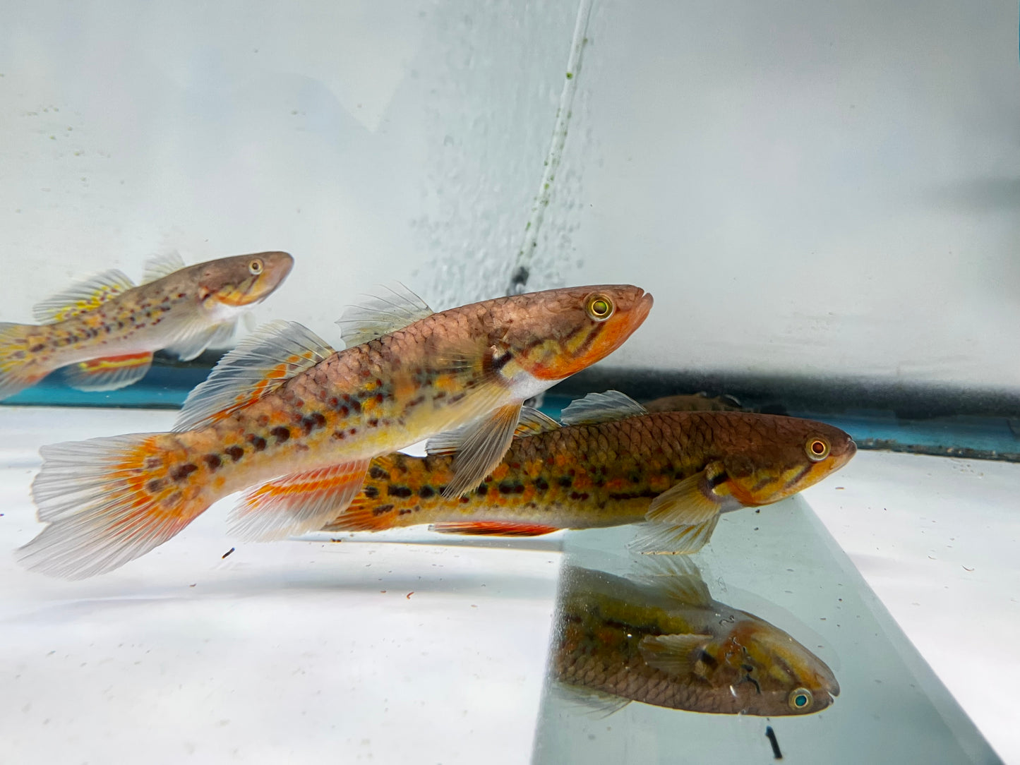 Snakehead Gudgeons ( Goby )5"