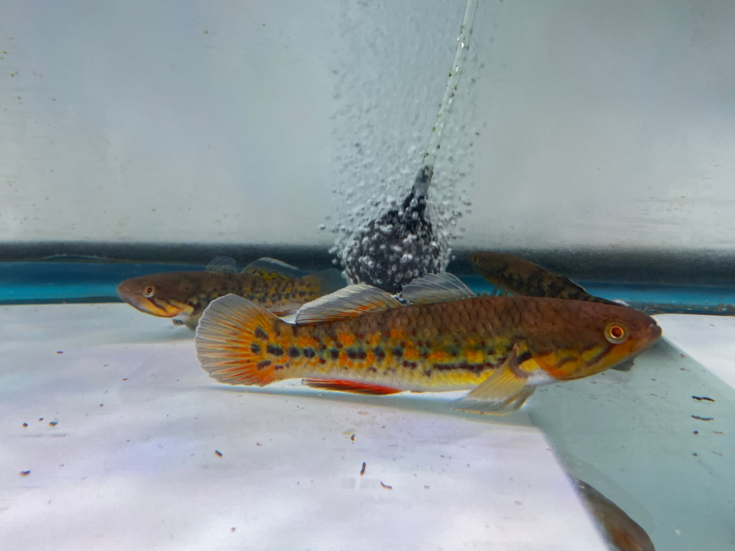 Snakehead Gudgeons ( Goby )5"