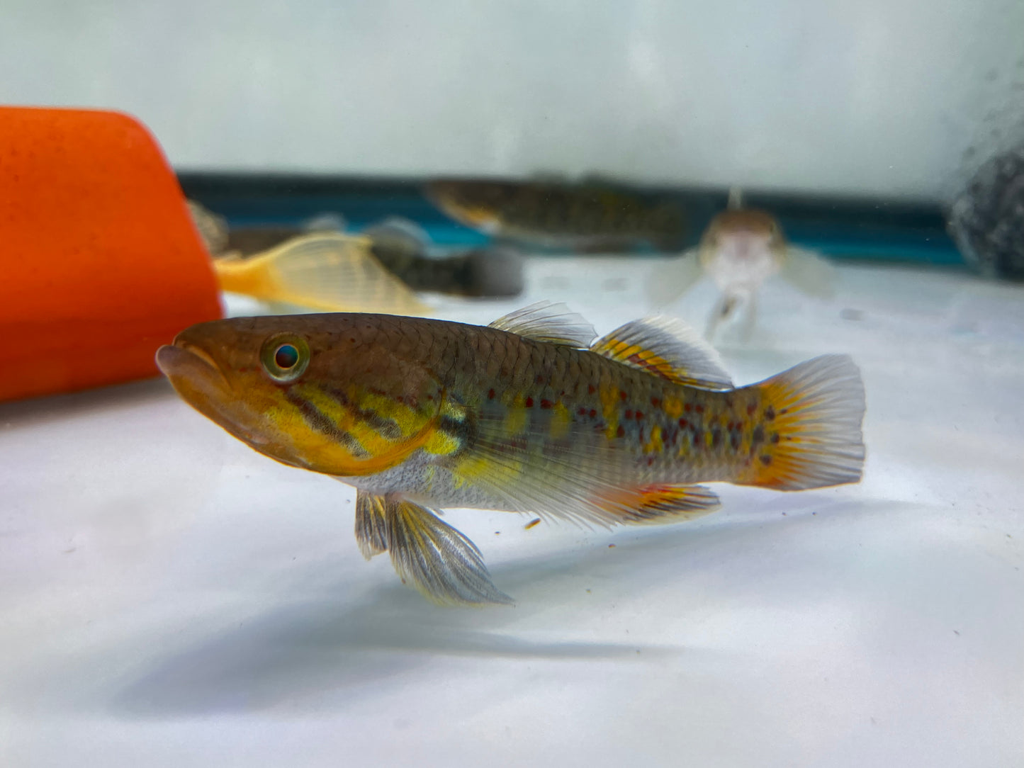 Snakehead Gudgeons ( Goby )5"