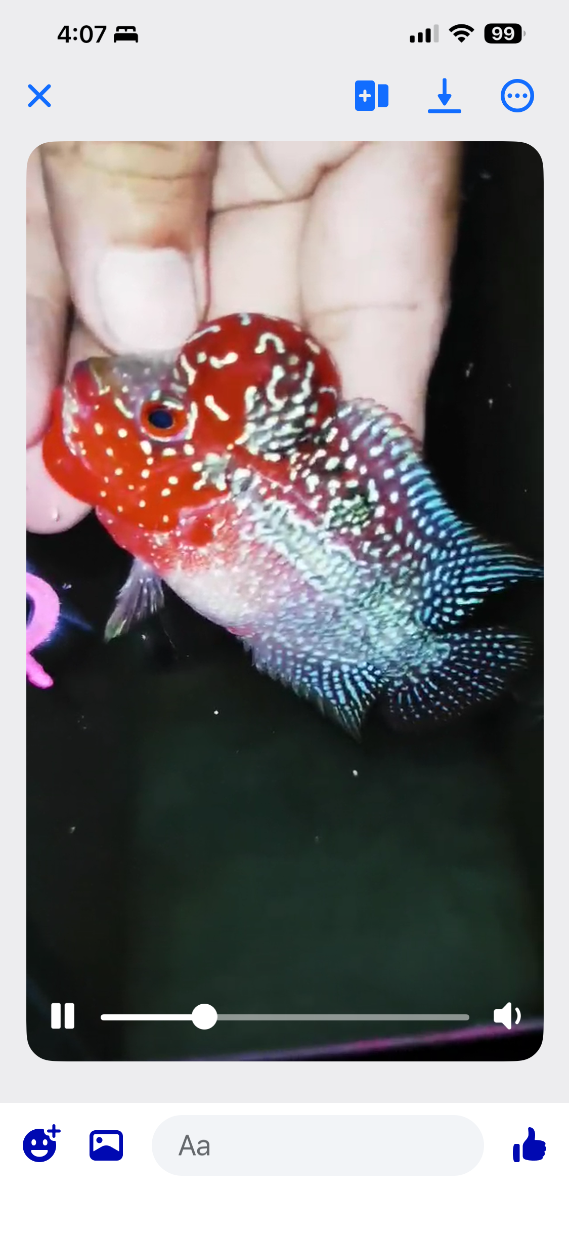 HQ Super Red Dragon Flowerhorn ( Male ) #13