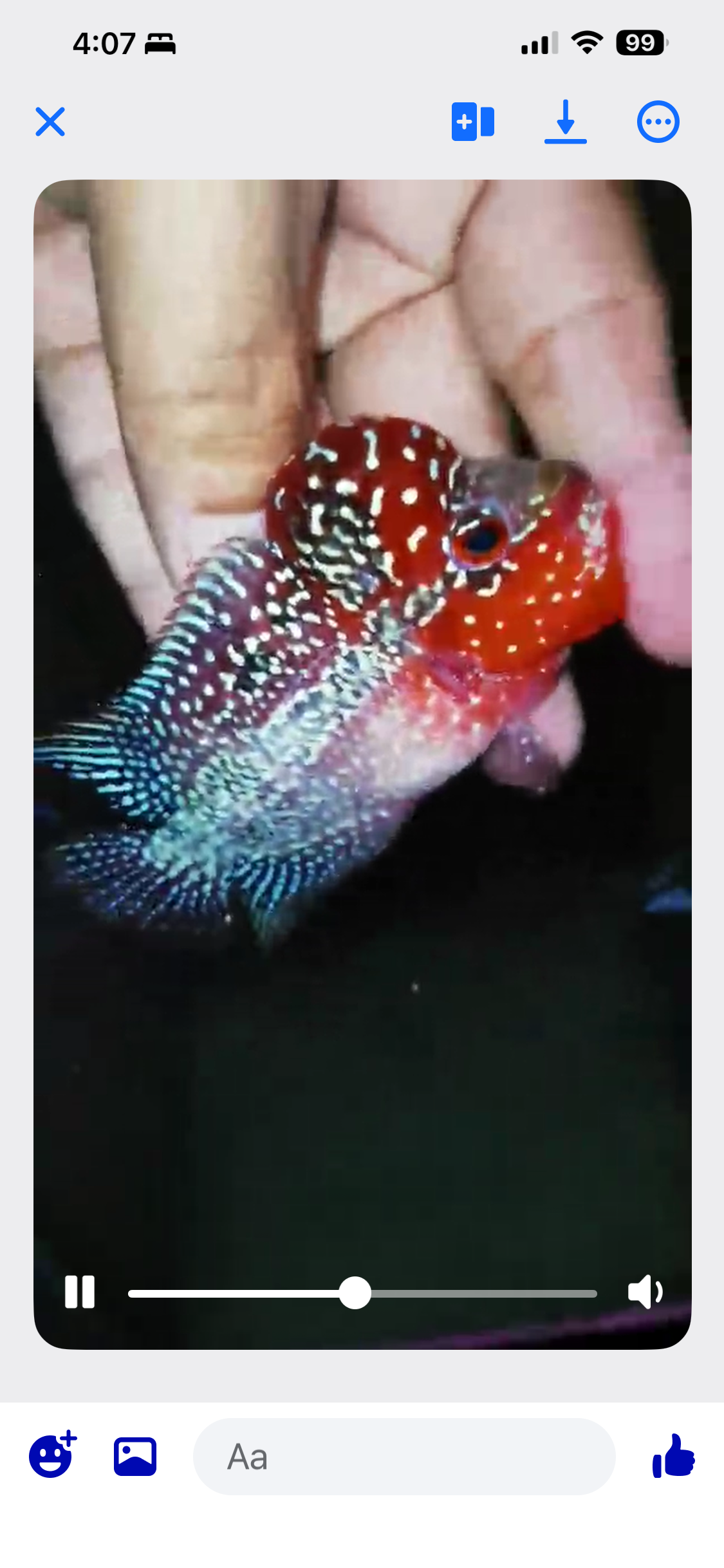 HQ Super Red Dragon Flowerhorn ( Male ) #13