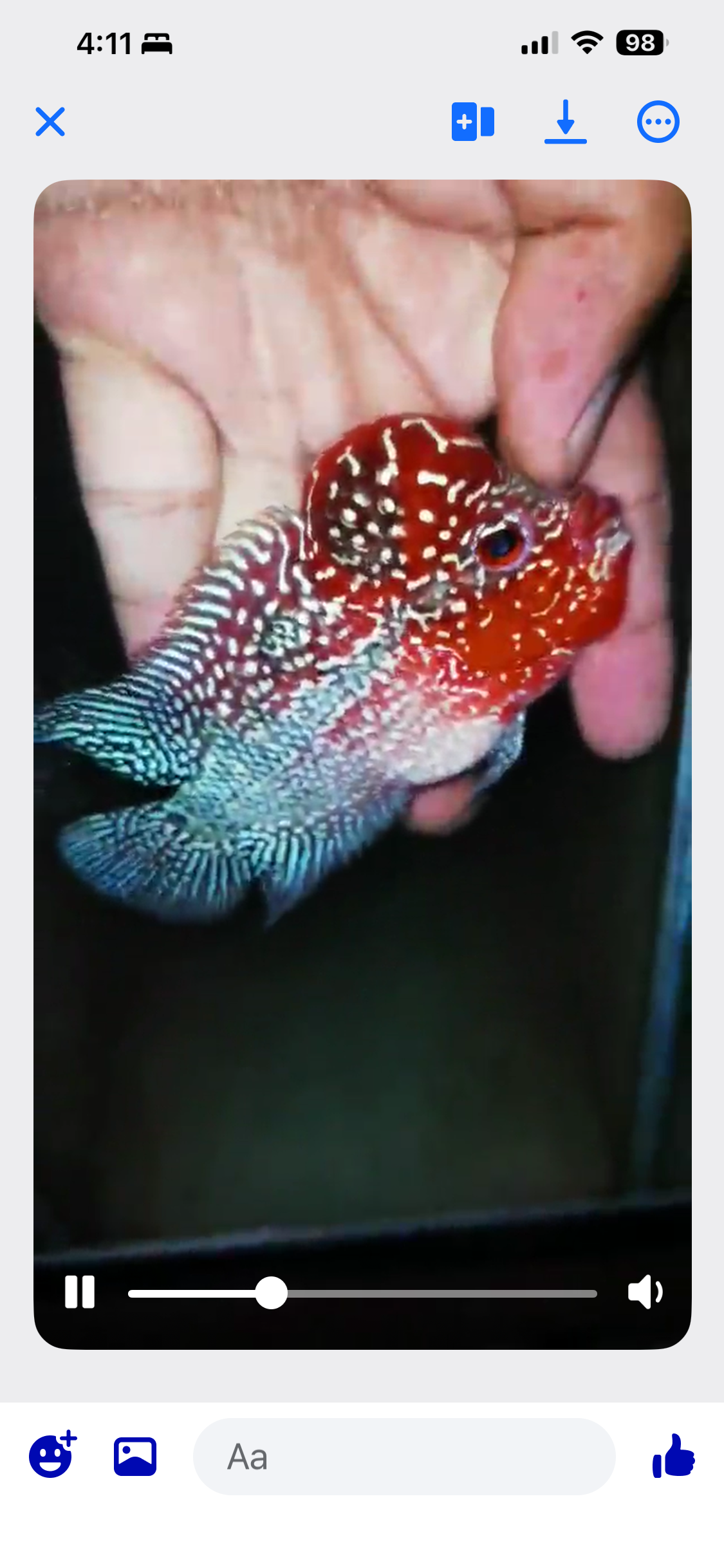HQ Super Red Dragon Flowerhorn ( Male ) #15