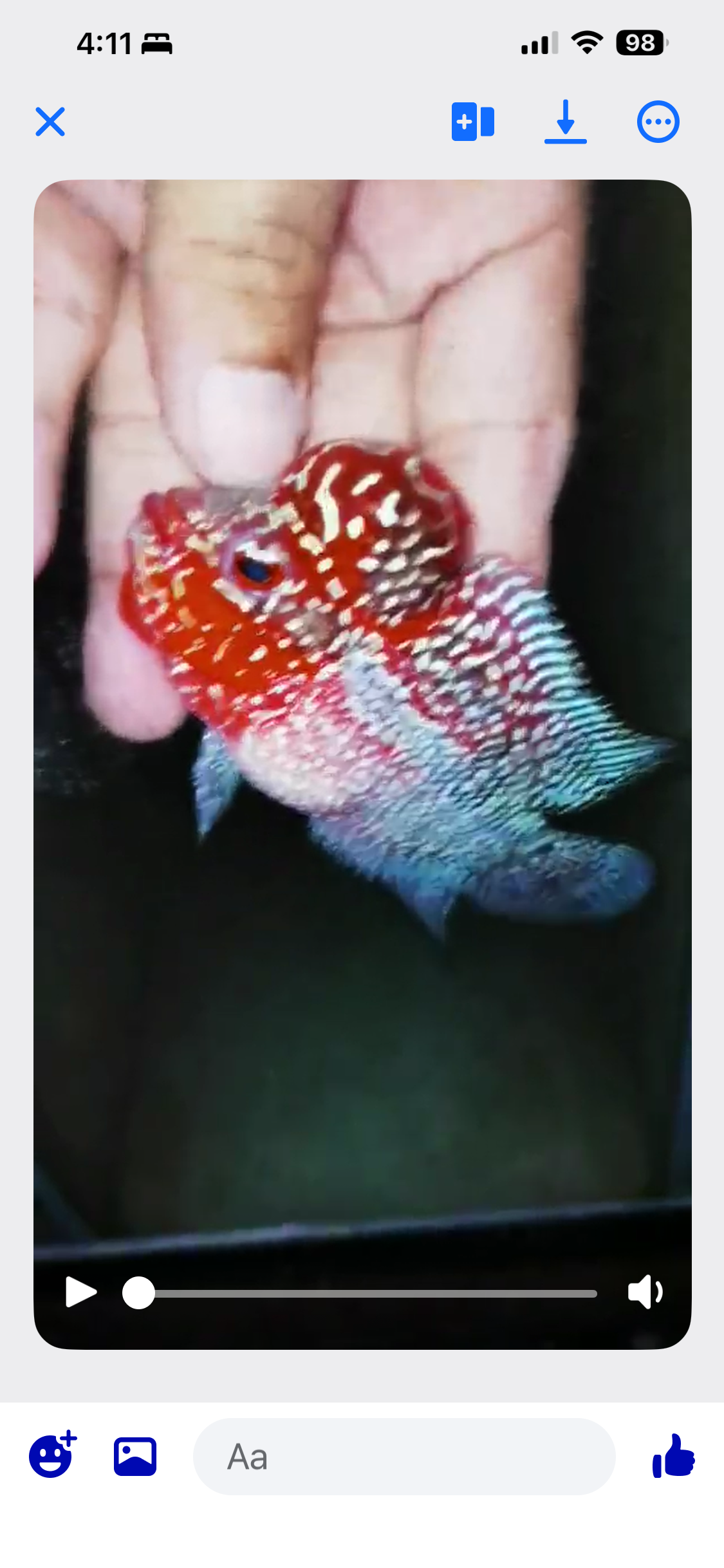 HQ Super Red Dragon Flowerhorn ( Male ) #15