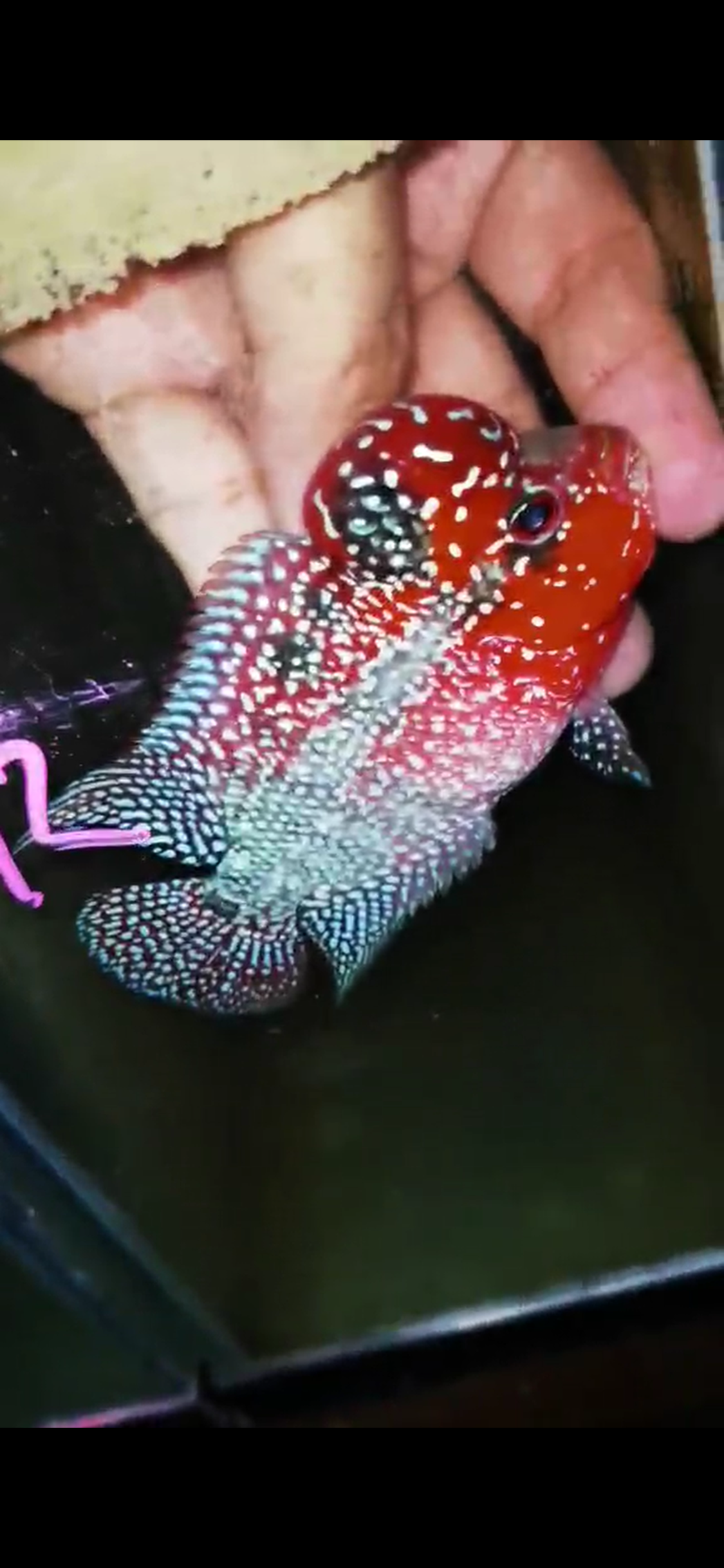 HQ Super Red Dragon Flowerhorn ( Male ) #12