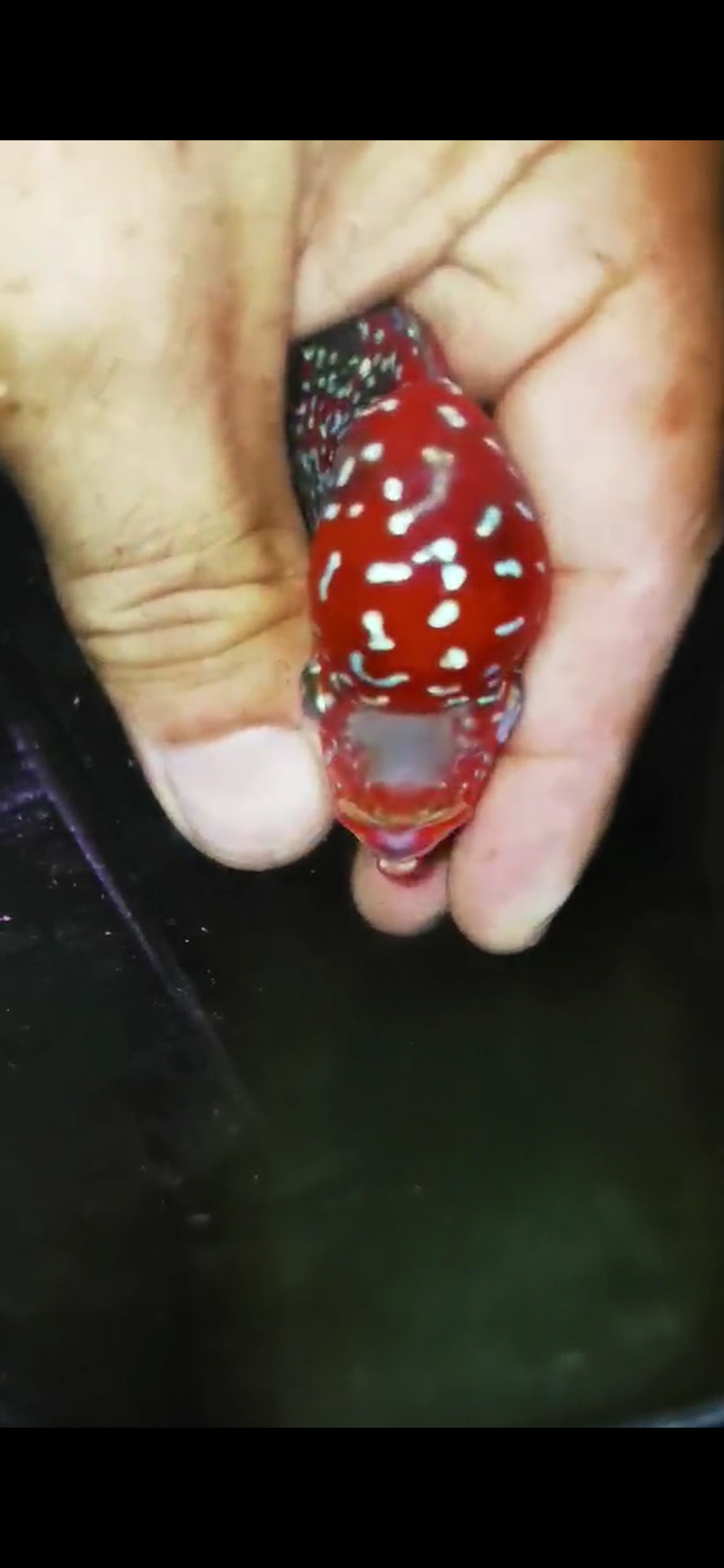 HQ Super Red Dragon Flowerhorn ( Male ) #12