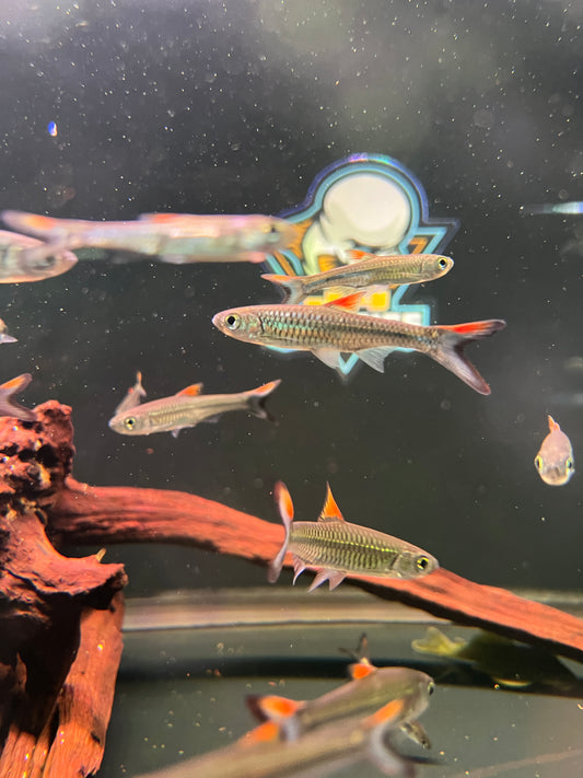 Rasbora rheophila 2-3”