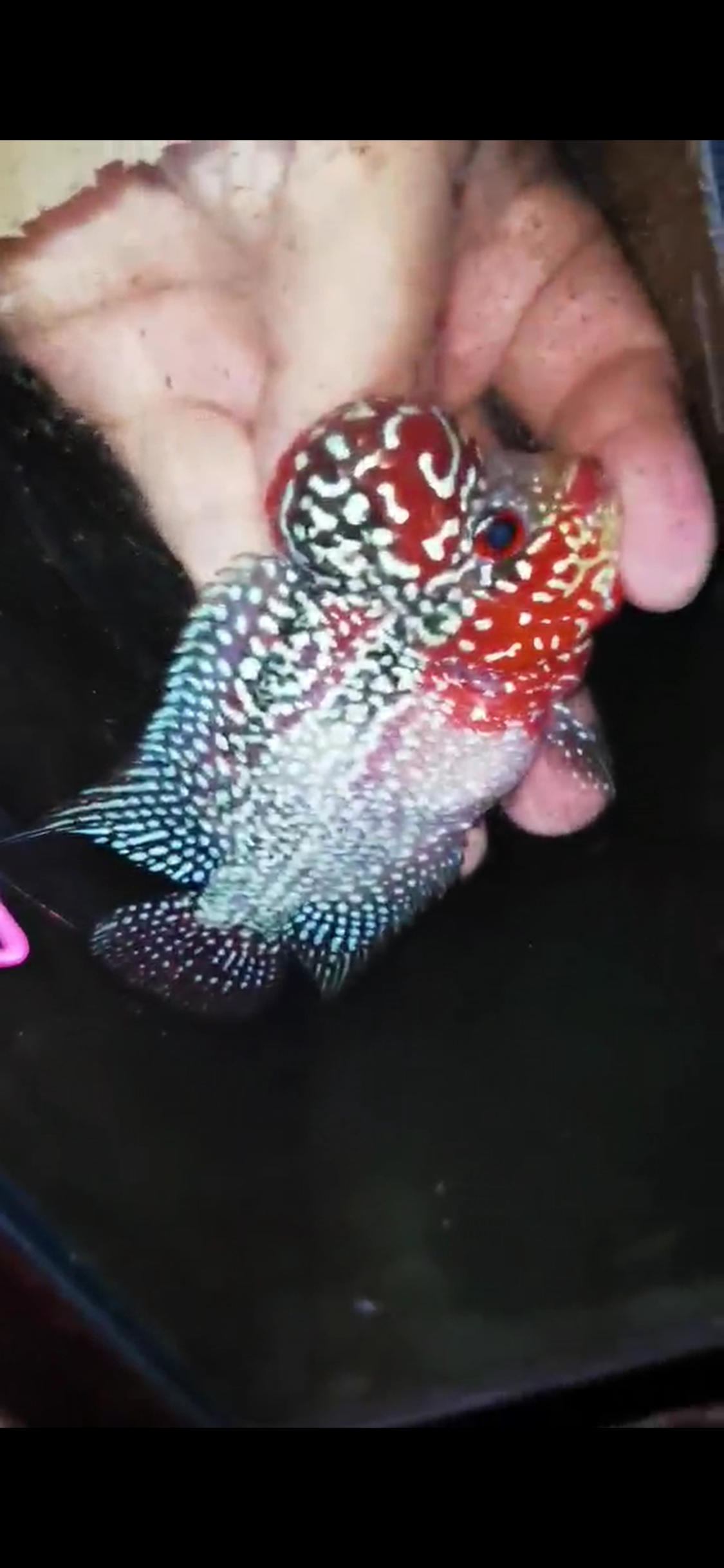 HQ Super Red Dragon Flowerhorn ( Male ) #08