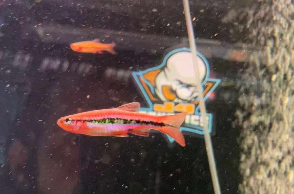 Patrickyapi Rasboras 2”