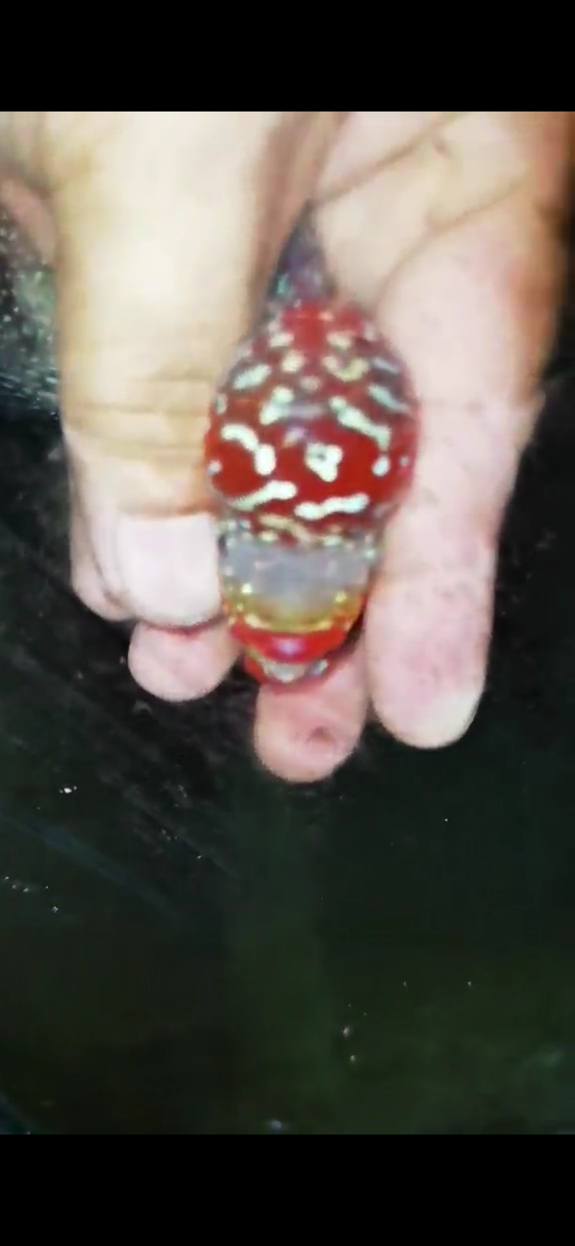 HQ Super Red Dragon Flowerhorn ( Male ) #08