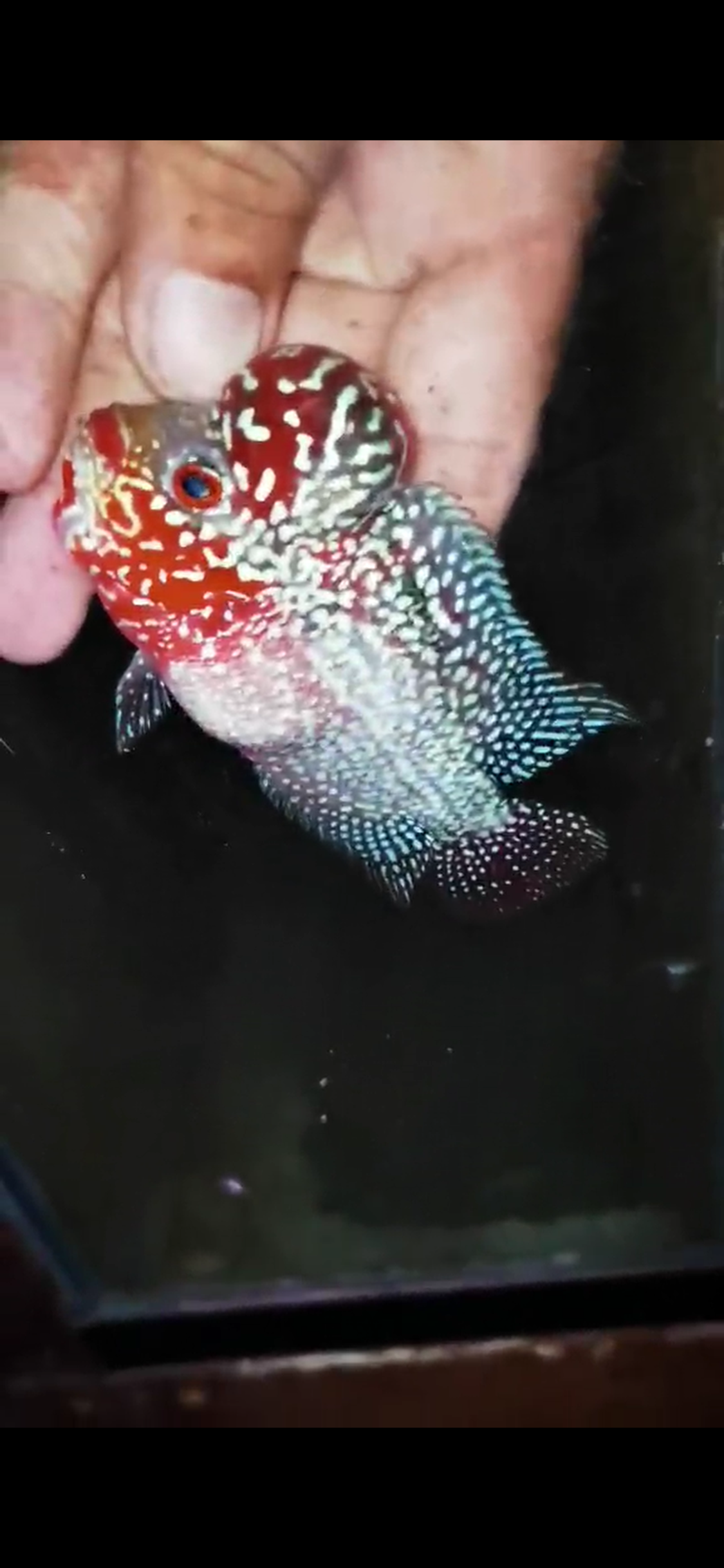 HQ Super Red Dragon Flowerhorn ( Male ) #08