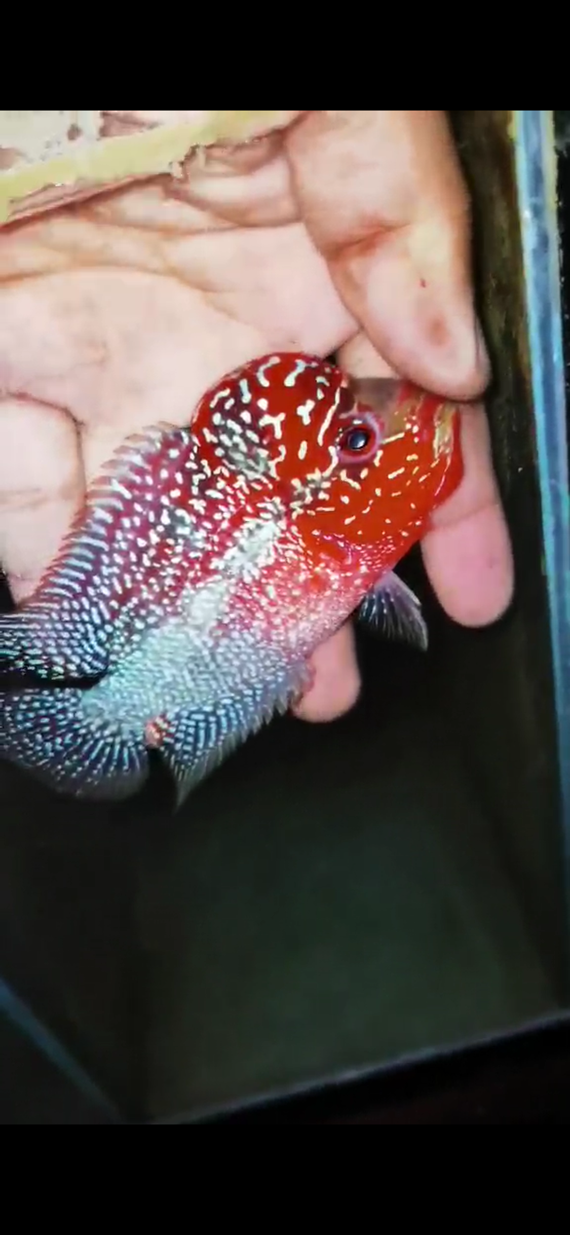 HQ Super Red Dragon Flowerhorn ( Male ) #14