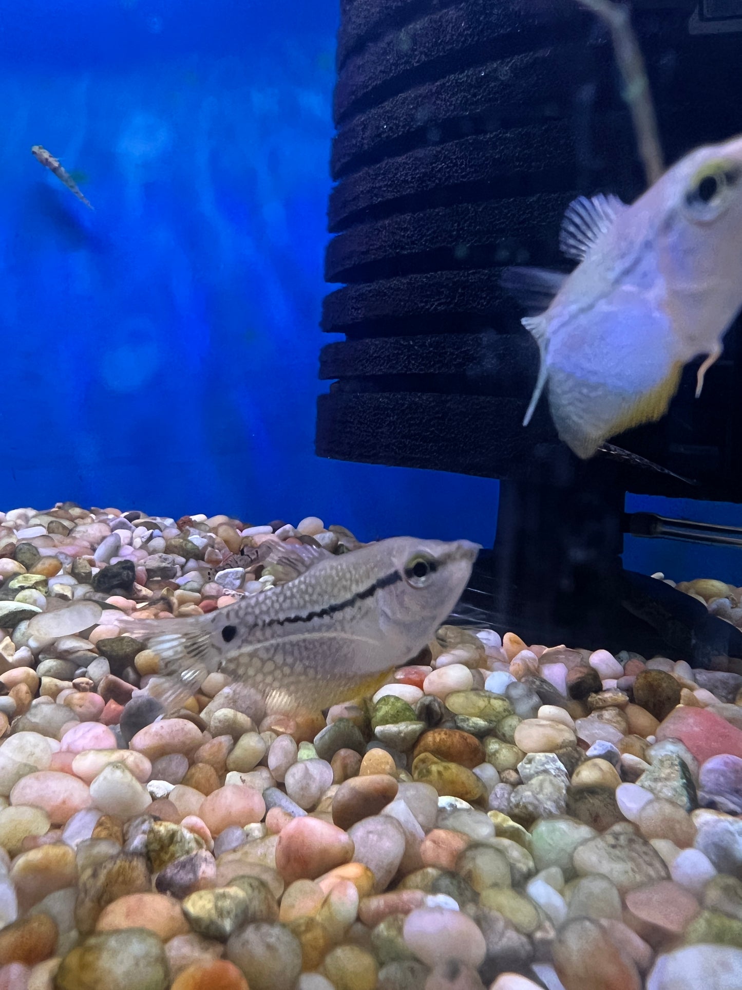 Pearl Gourami 1"