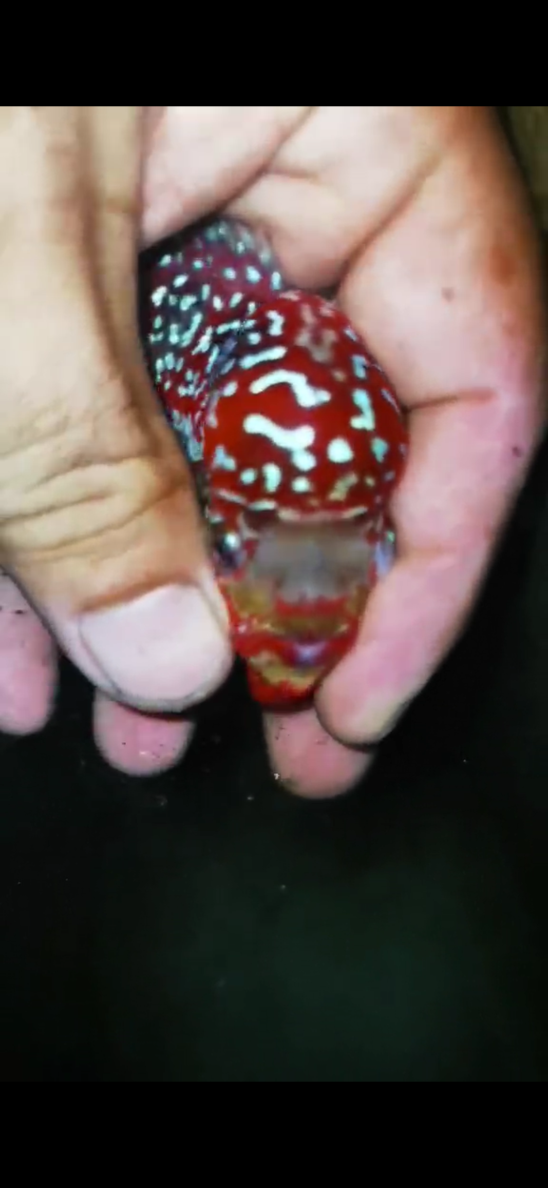 HQ Super Red Dragon Flowerhorn ( Male ) #14