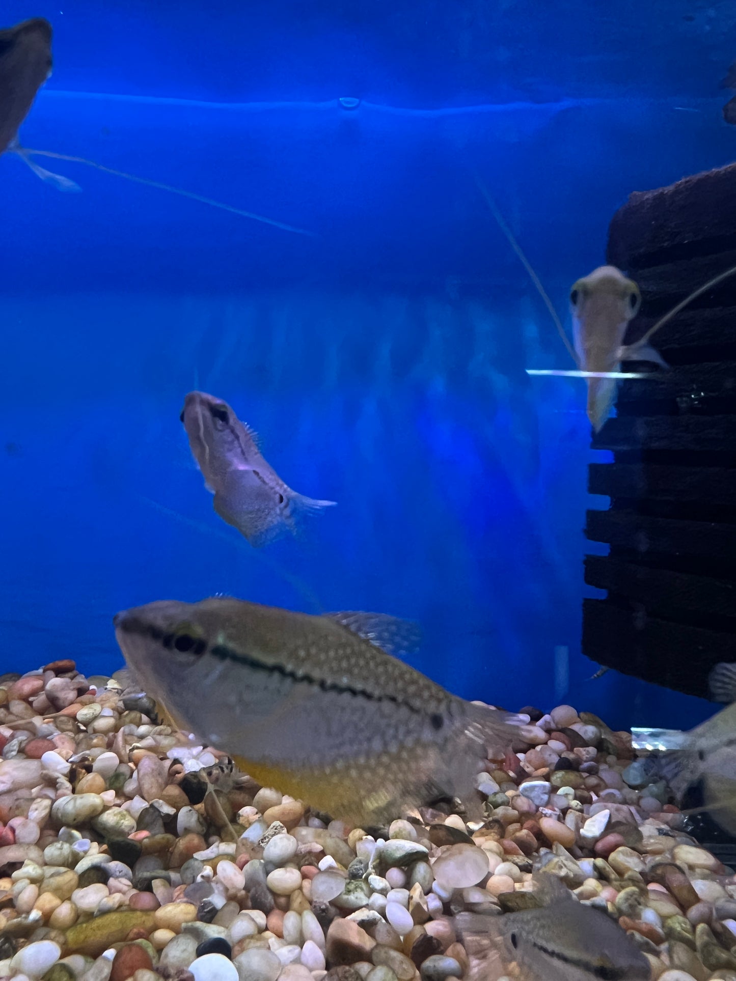 Pearl Gourami 1"