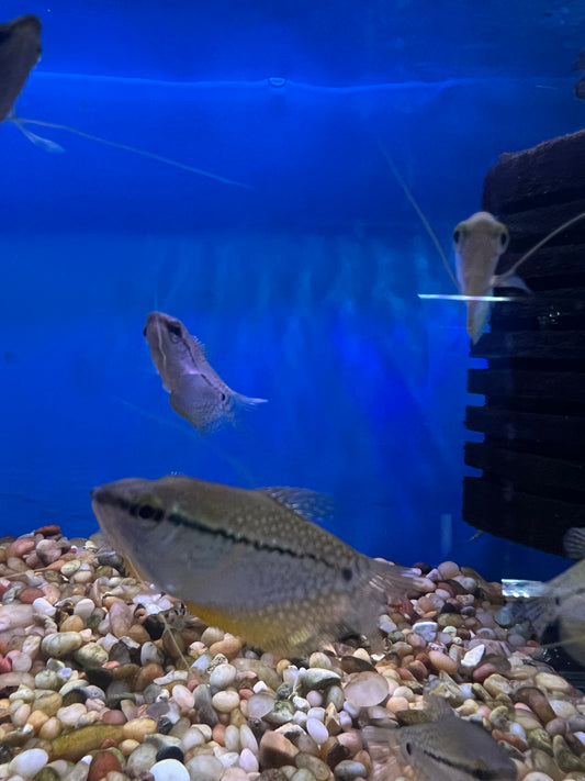 Pearl Gourami 1"