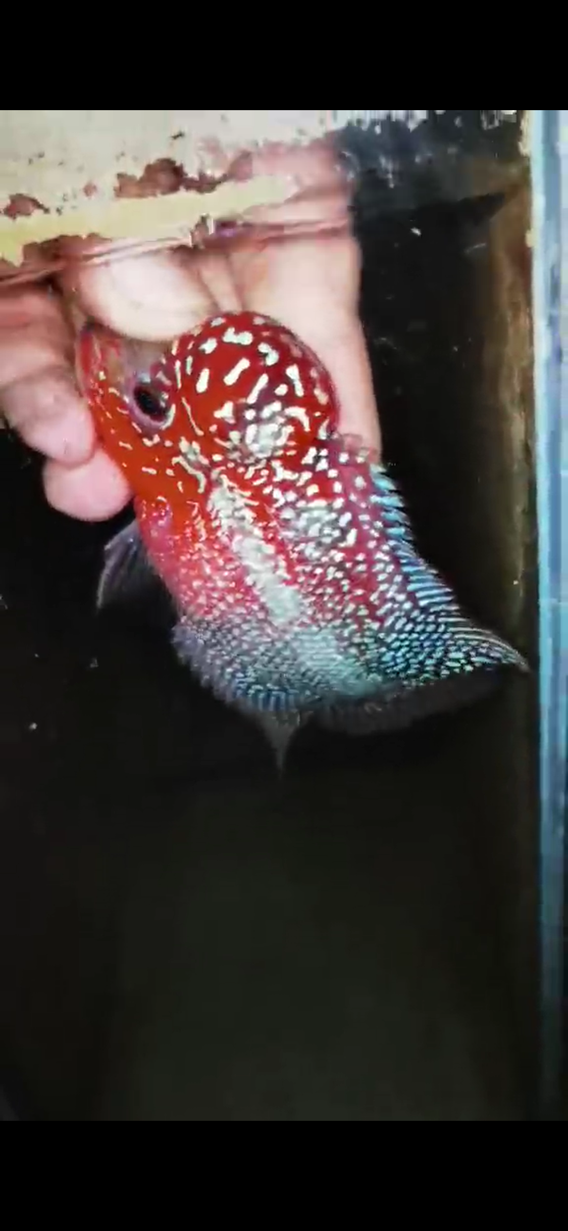 HQ Super Red Dragon Flowerhorn ( Male ) #14