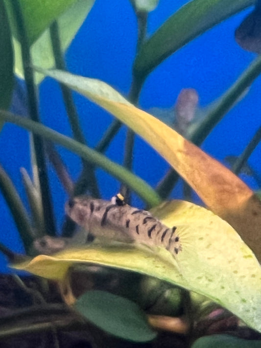 Yellow Striped Goby 1" ( 3-Pack )