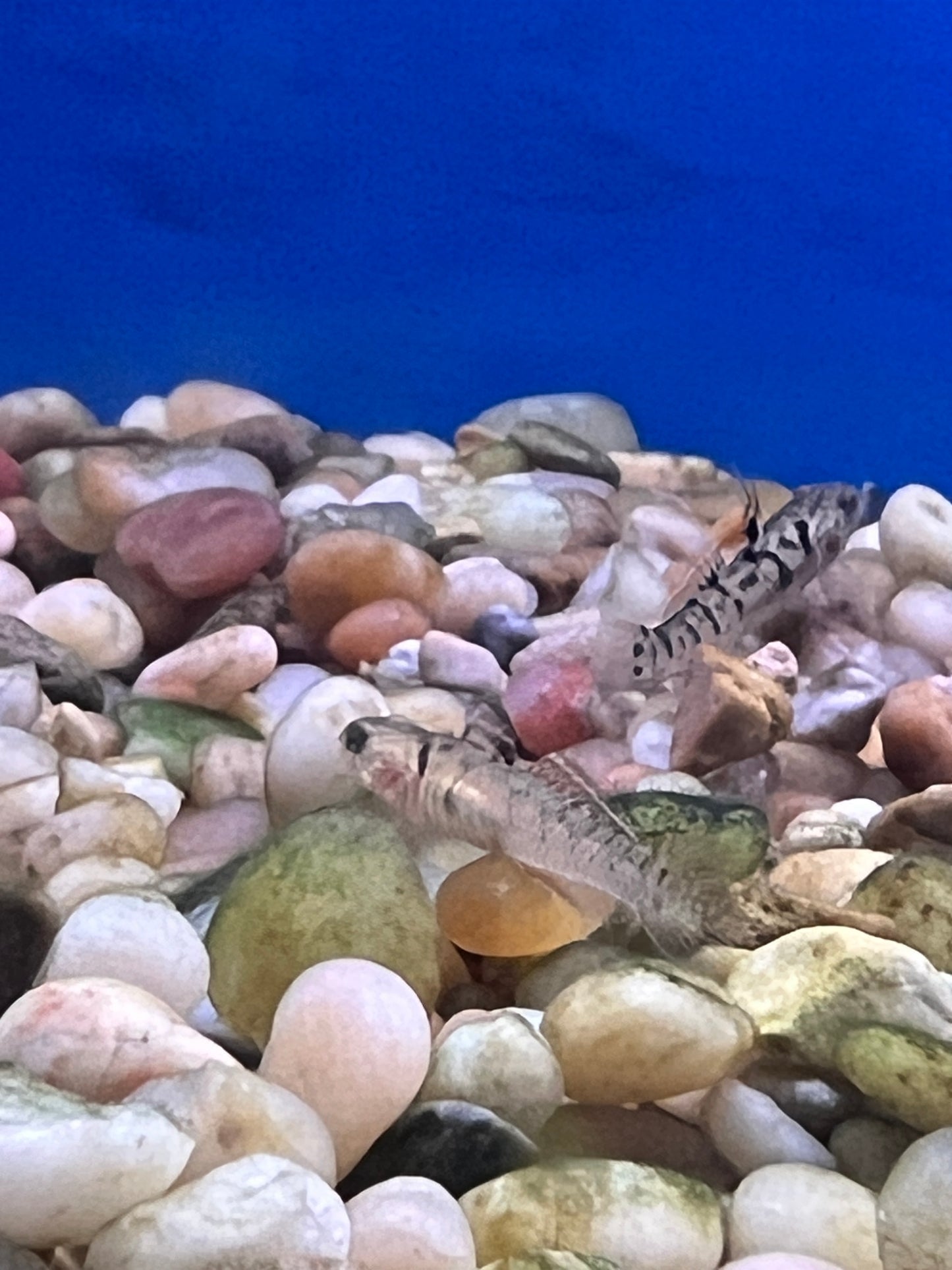 Yellow Striped Goby 1" ( 3-Pack )
