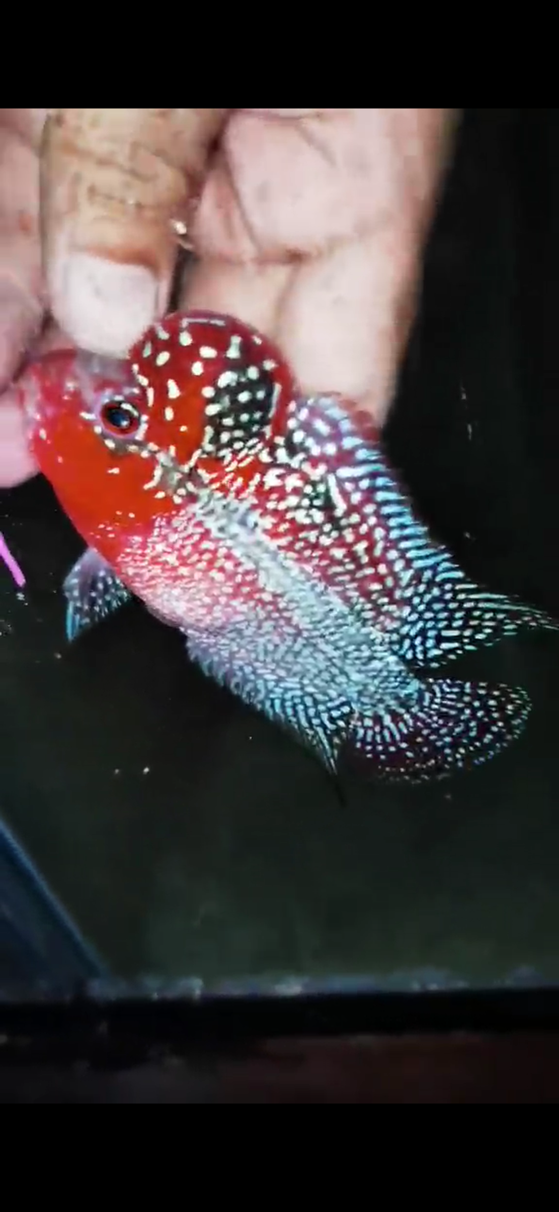 HQ Super Red Dragon Flowerhorn ( Male ) #04