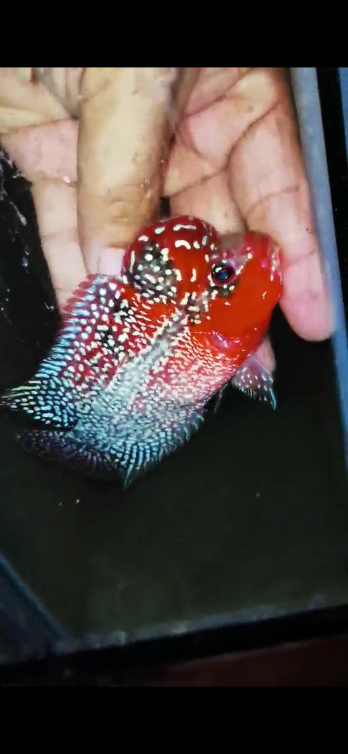 HQ Super Red Dragon Flowerhorn ( Male ) #04