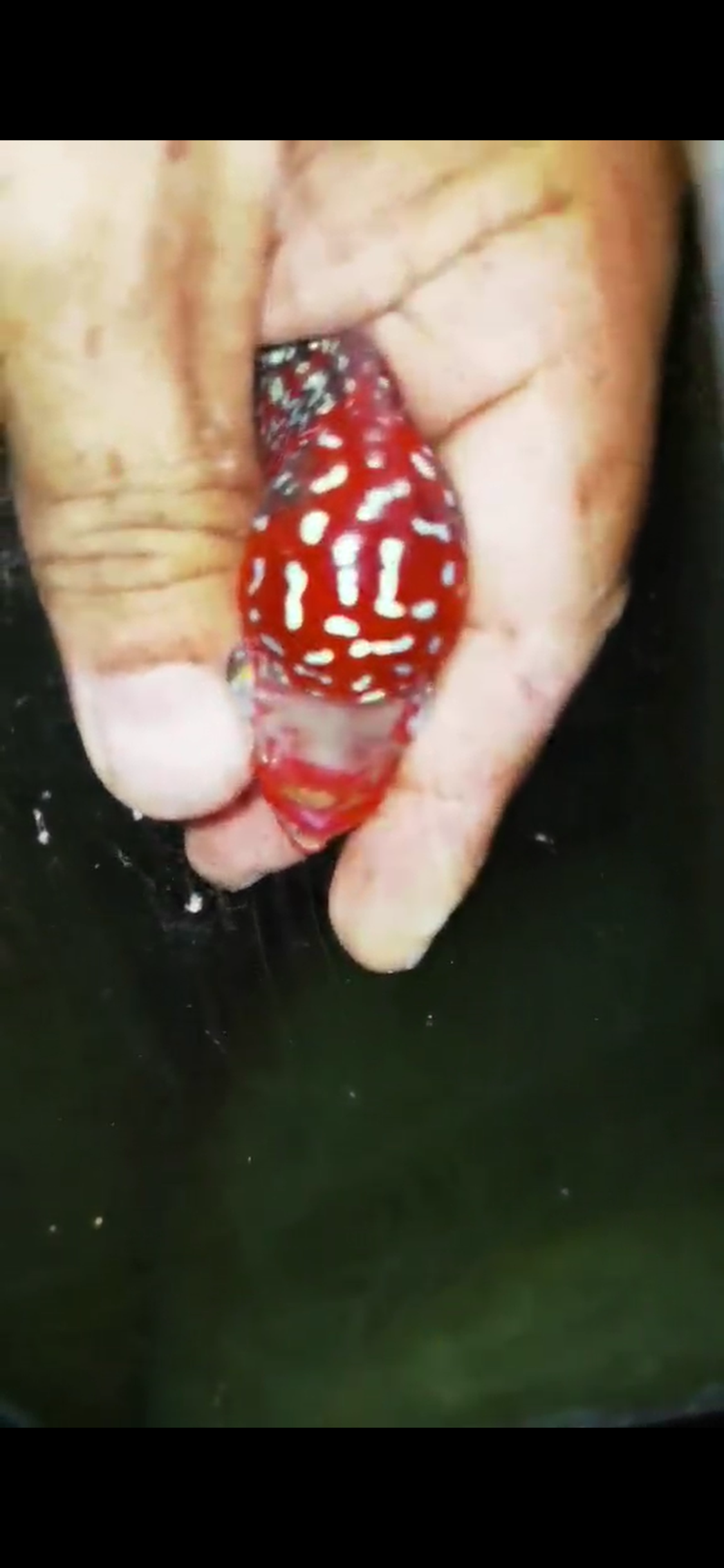 HQ Super Red Dragon Flowerhorn ( Male ) #04