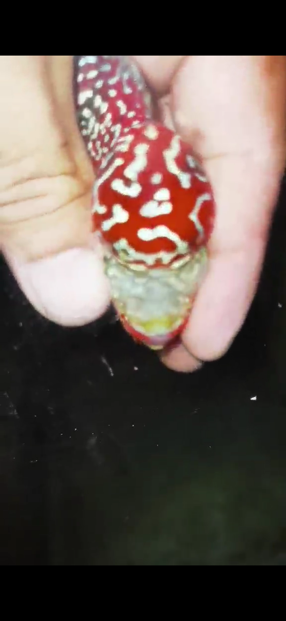 HQ Super Red Dragon Flowerhorn ( Male ) #10