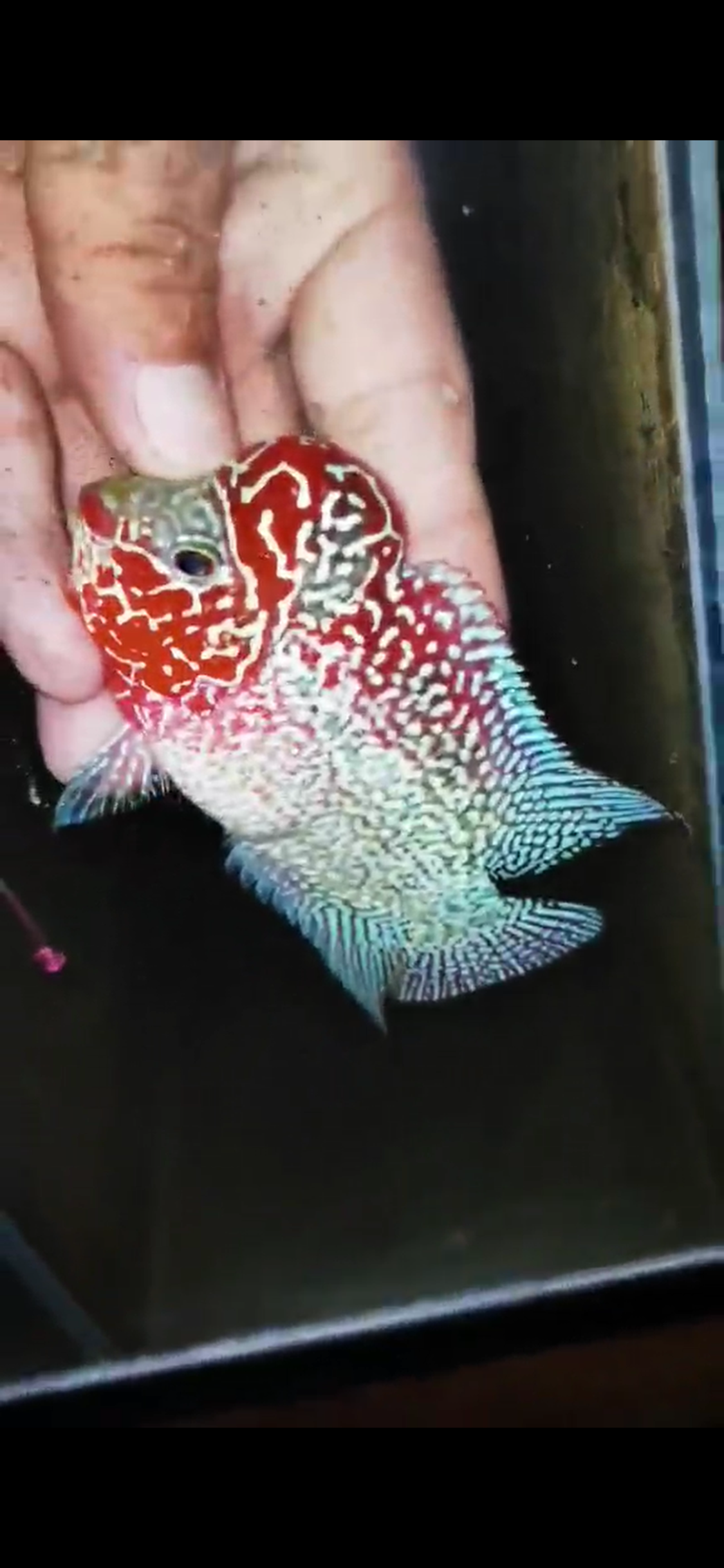 HQ Super Red Dragon Flowerhorn ( Male ) #10