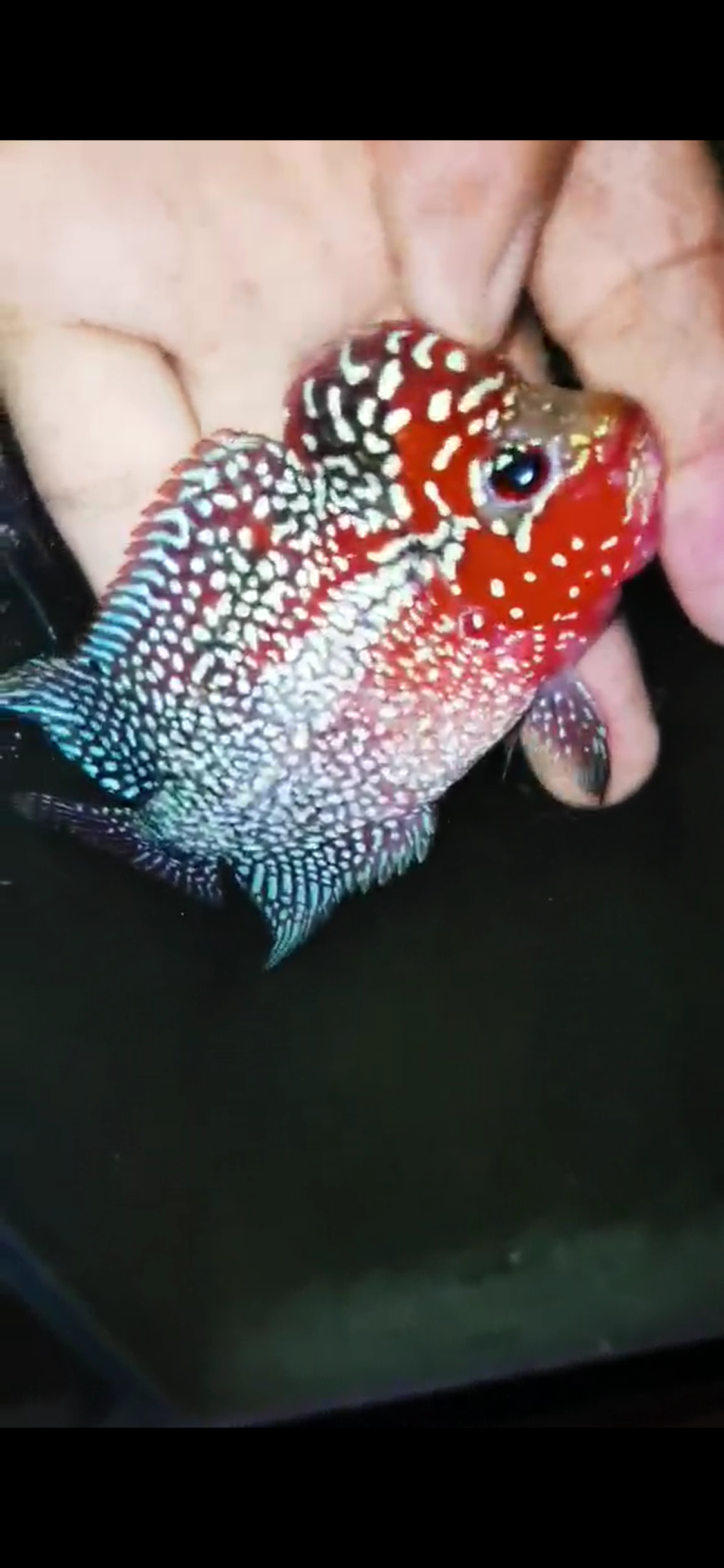 HQ Super Red Dragon Flowerhorn ( Male ) #06