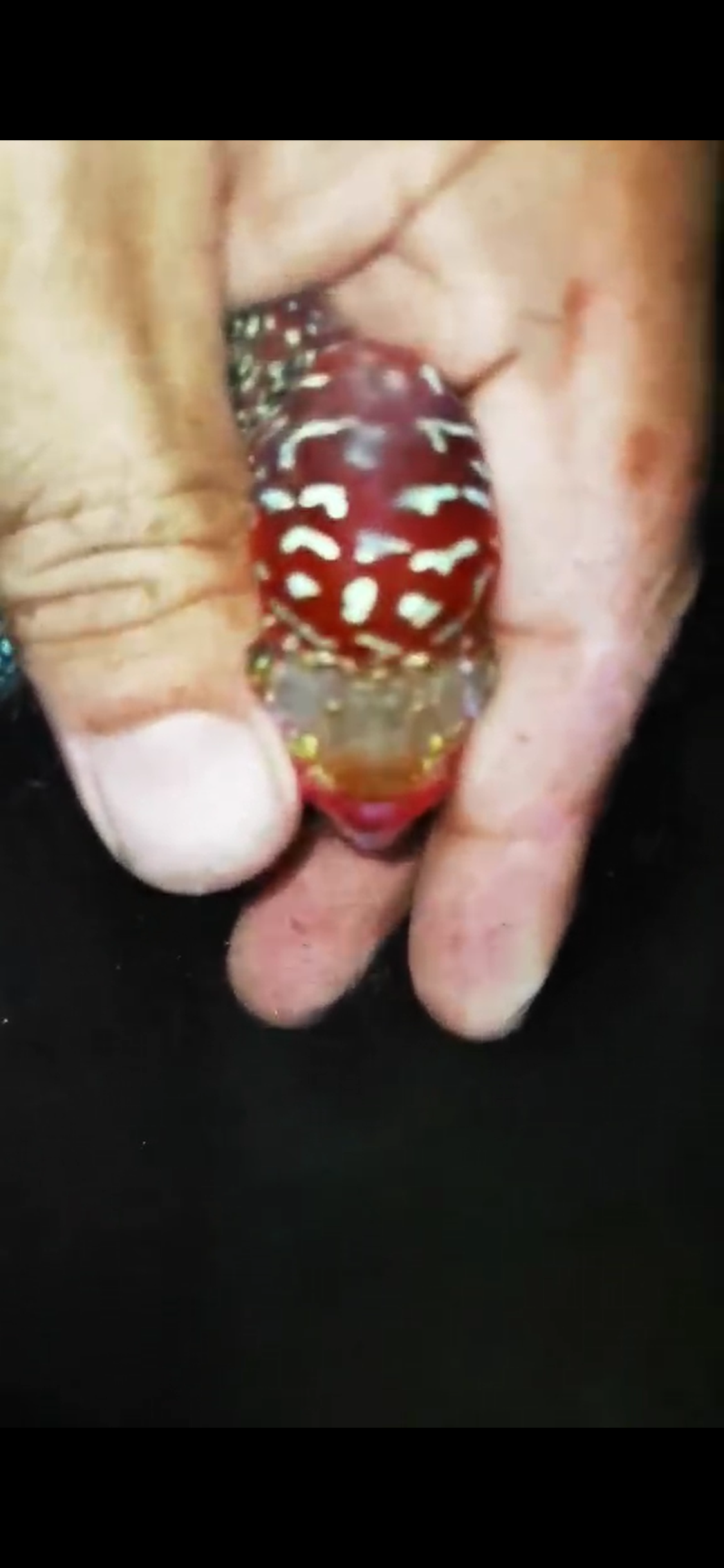 HQ Super Red Dragon Flowerhorn ( Male ) #06