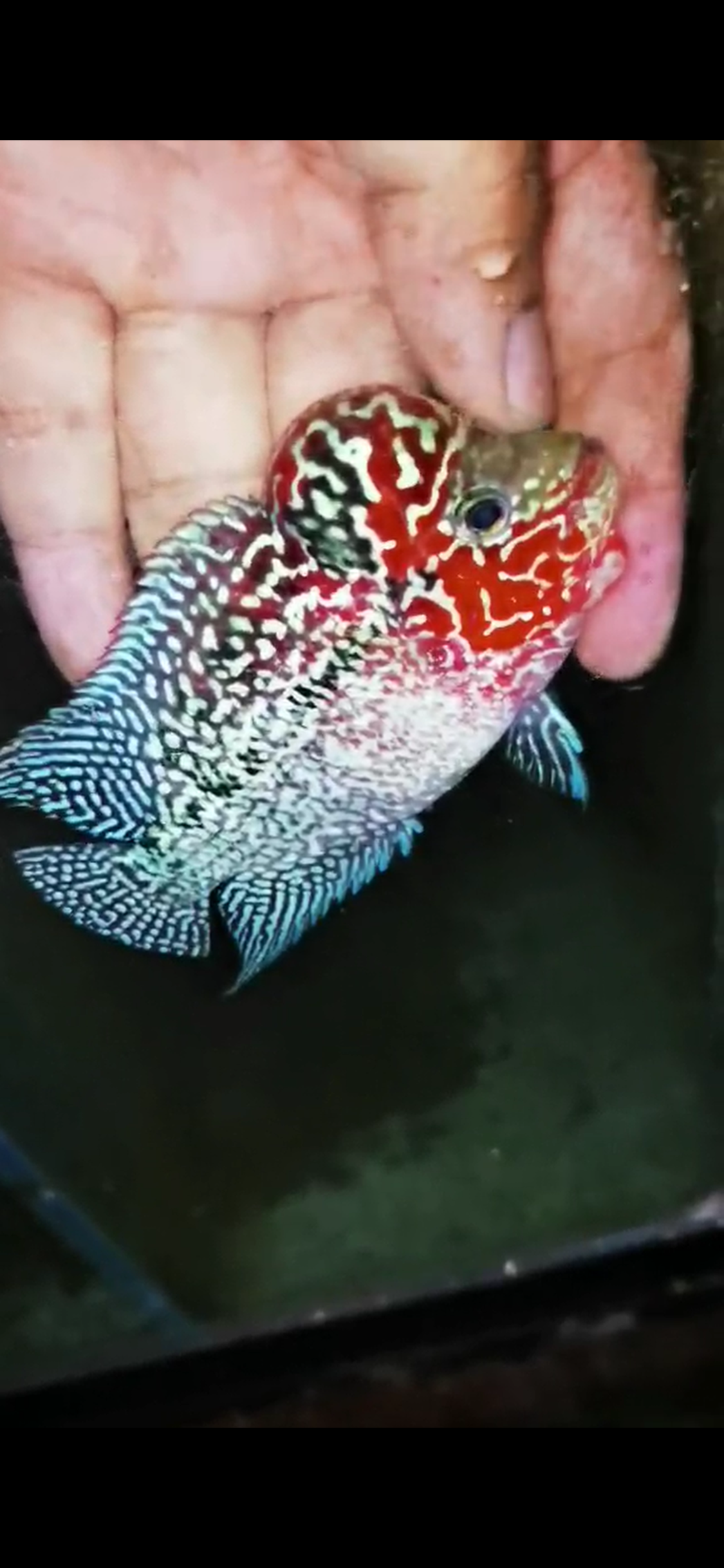 HQ Super Red Dragon Flowerhorn ( Male ) #05