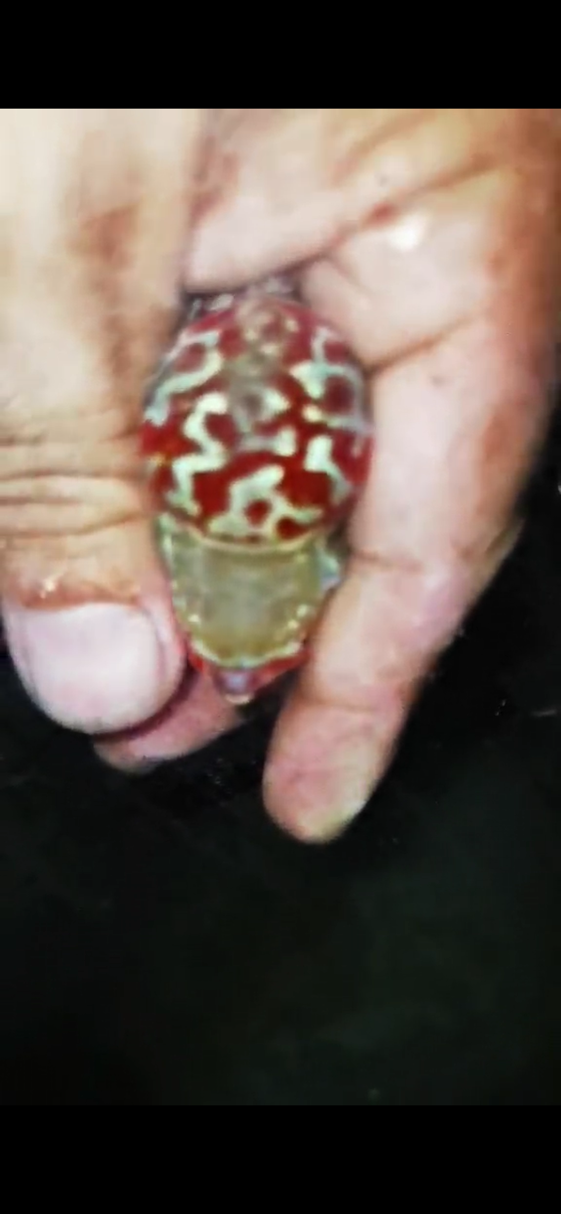HQ Super Red Dragon Flowerhorn ( Male ) #05