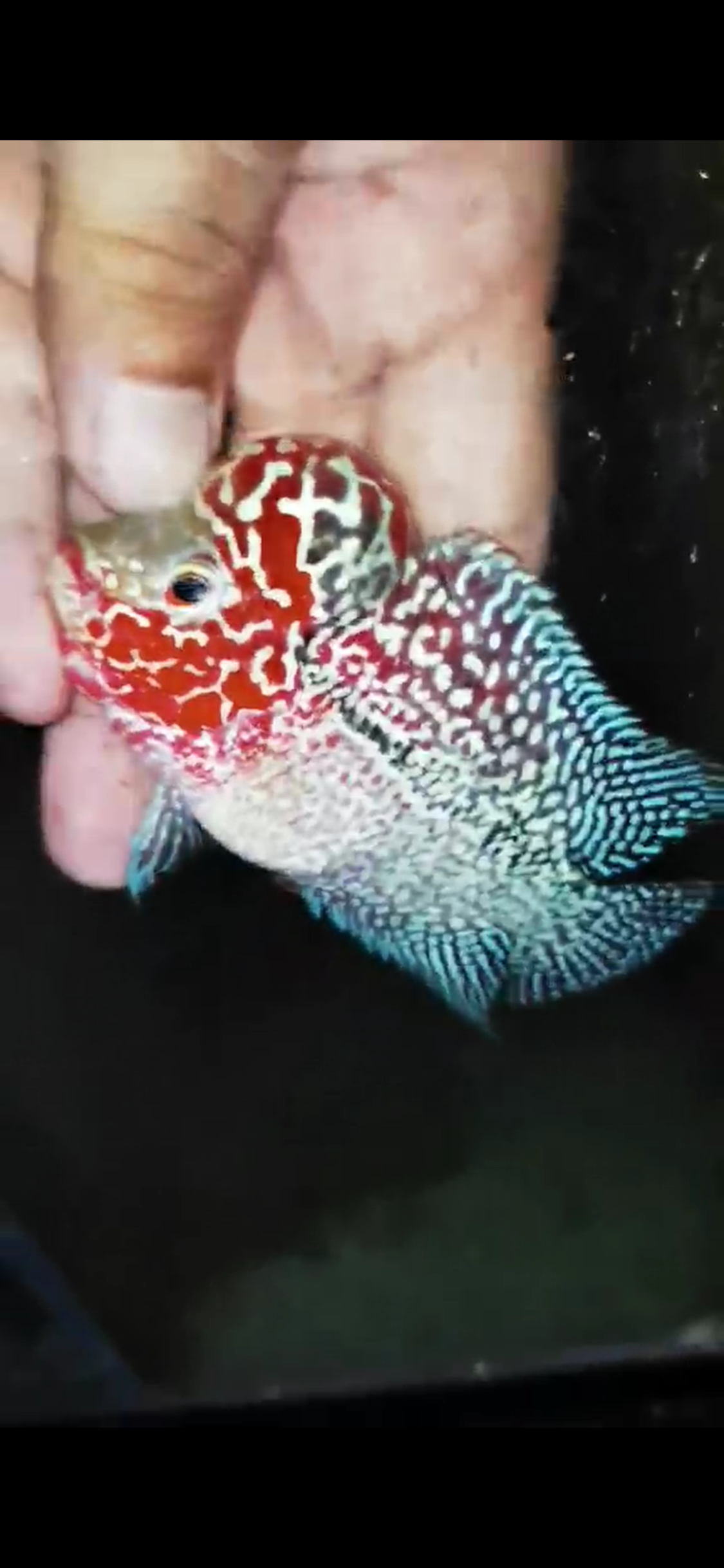 HQ Super Red Dragon Flowerhorn ( Male ) #05