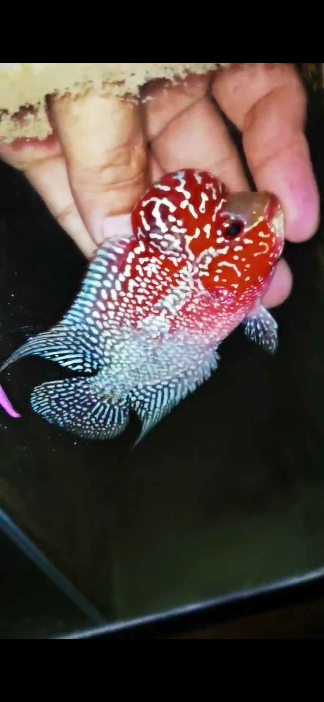 HQ Super Red Dragon Flowerhorn ( Male ) #09