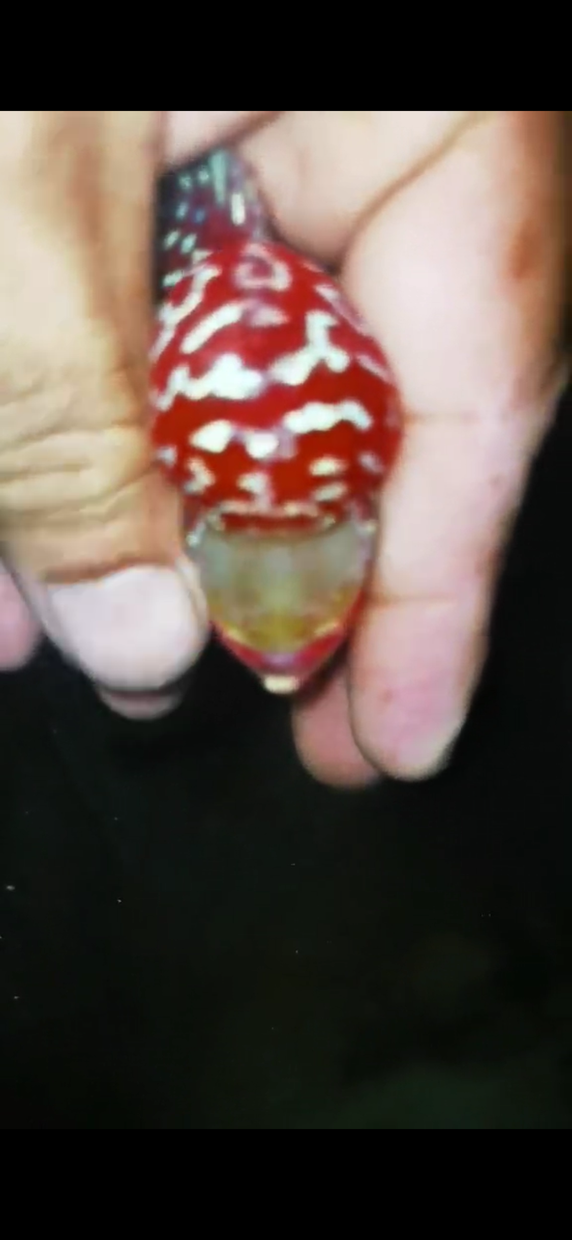 HQ Super Red Dragon Flowerhorn ( Male ) #09