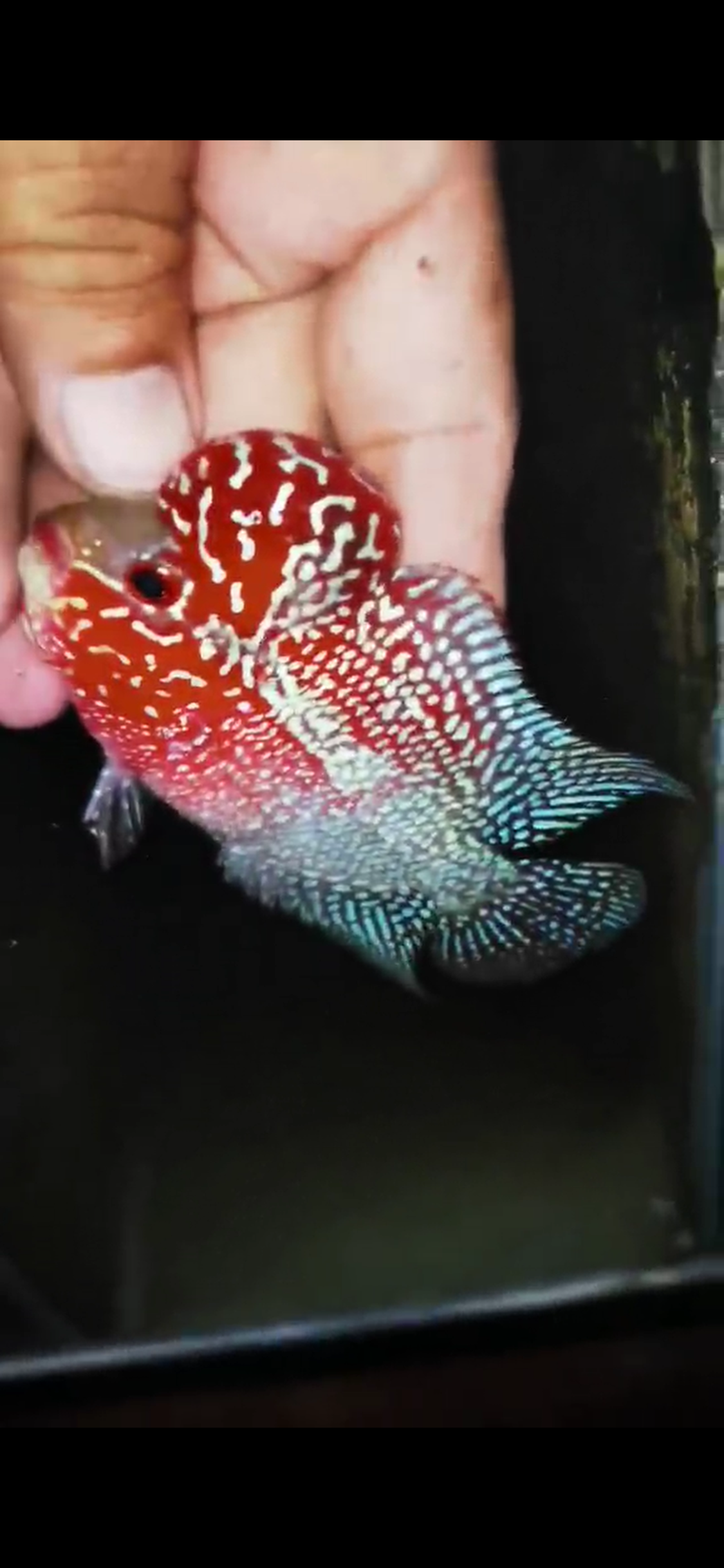 HQ Super Red Dragon Flowerhorn ( Male ) #09