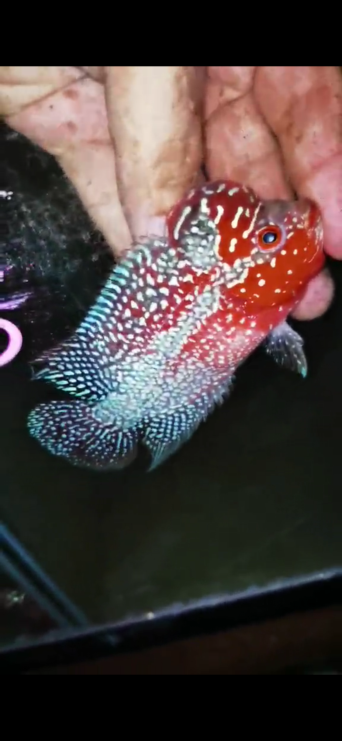 HQ Super Red Dragon Flowerhorn ( Male ) #03